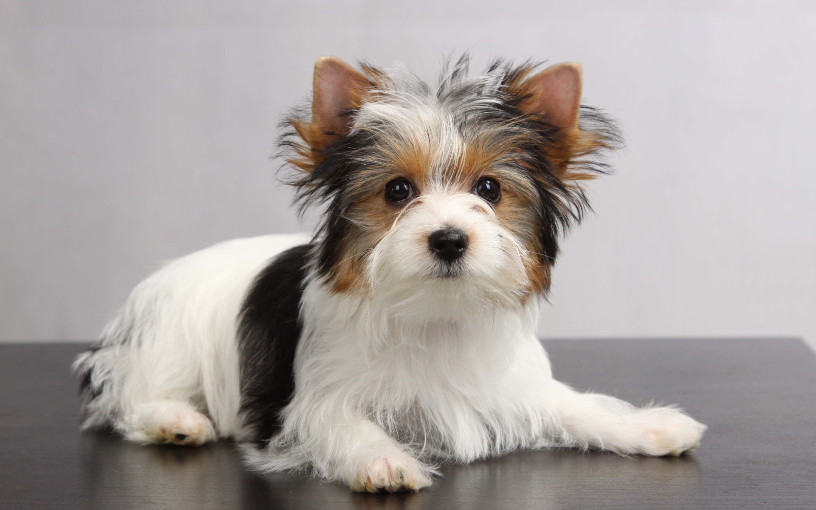 Красивая собачка бивер йорк