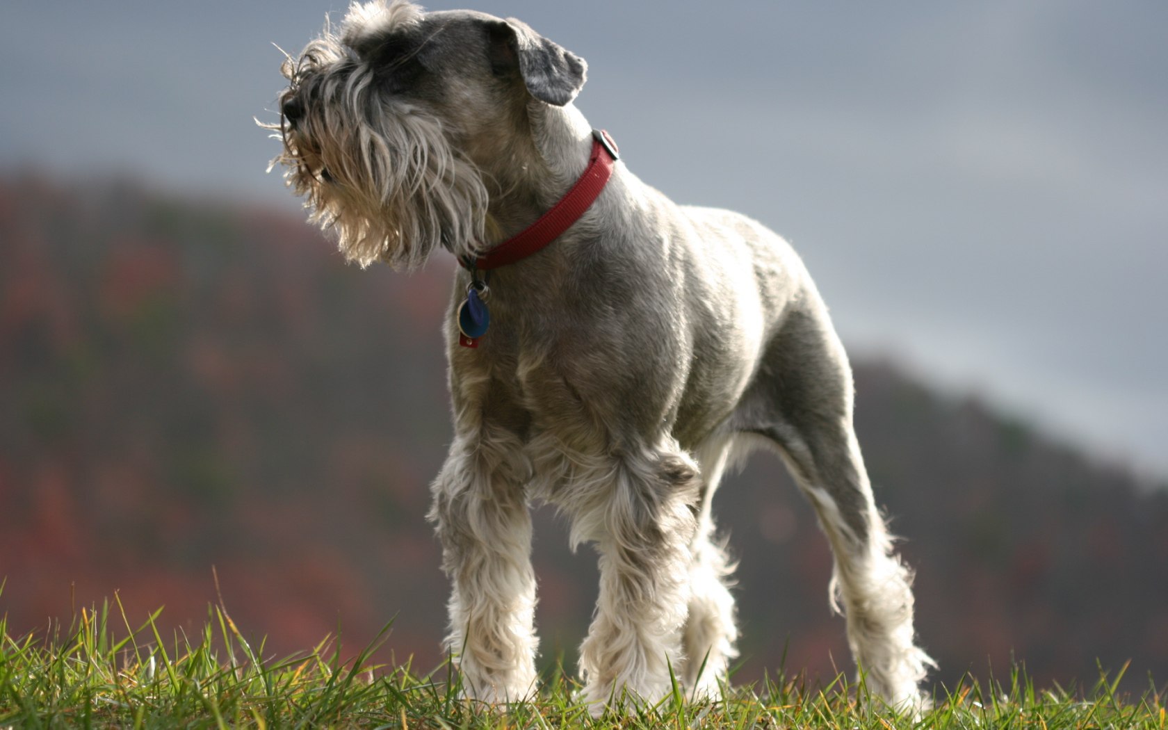 Красивый пес шнауцер