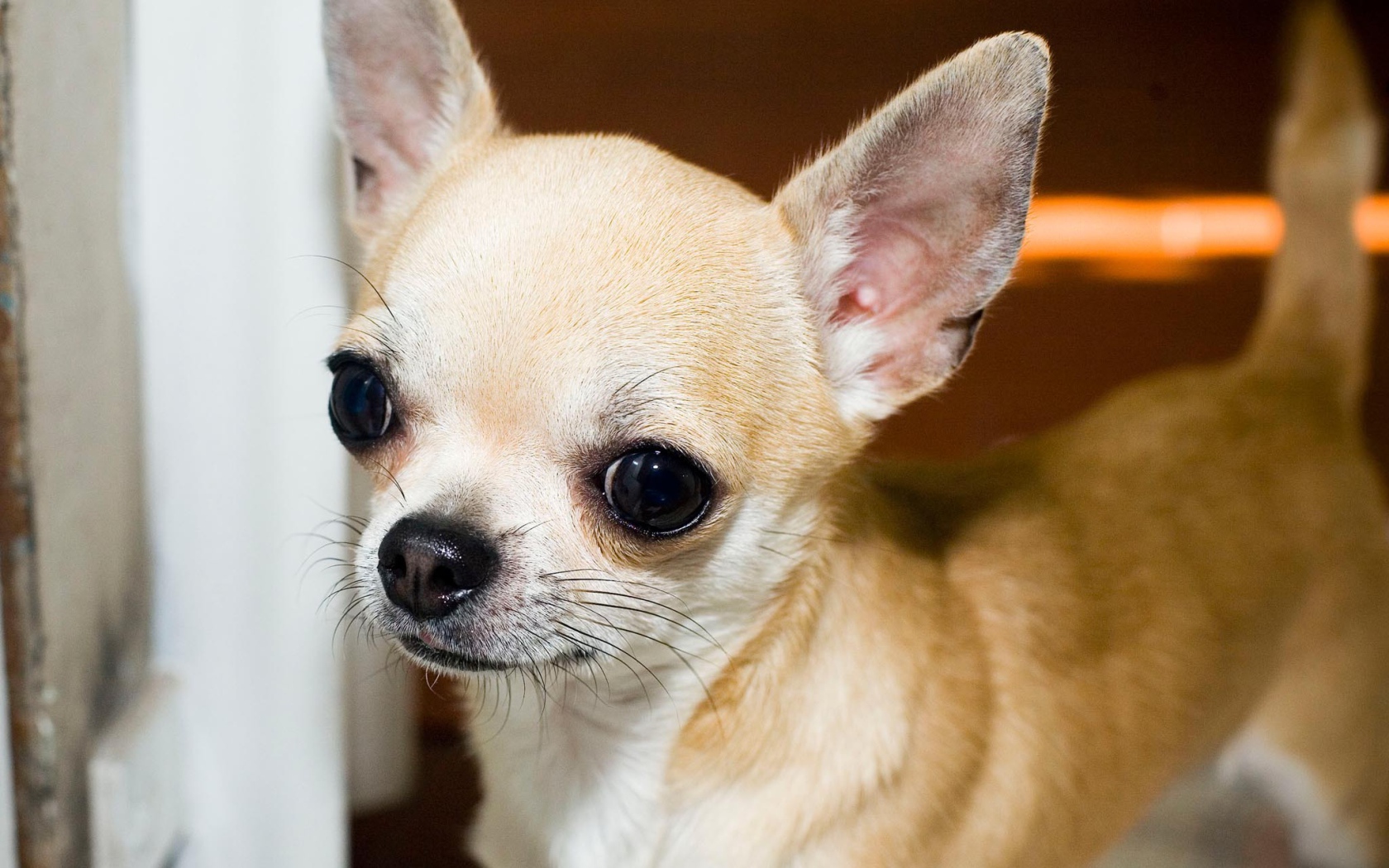 Красивая мордашка чихуахуа