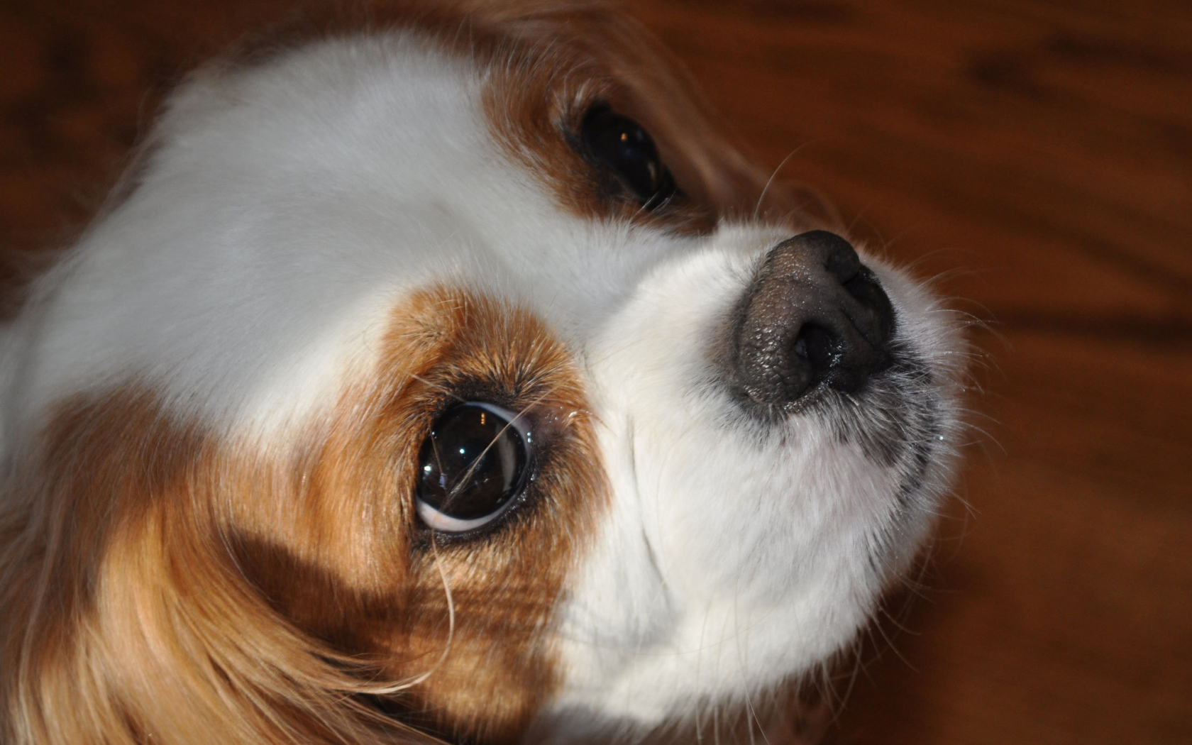 Красивая мордочка пекинеса