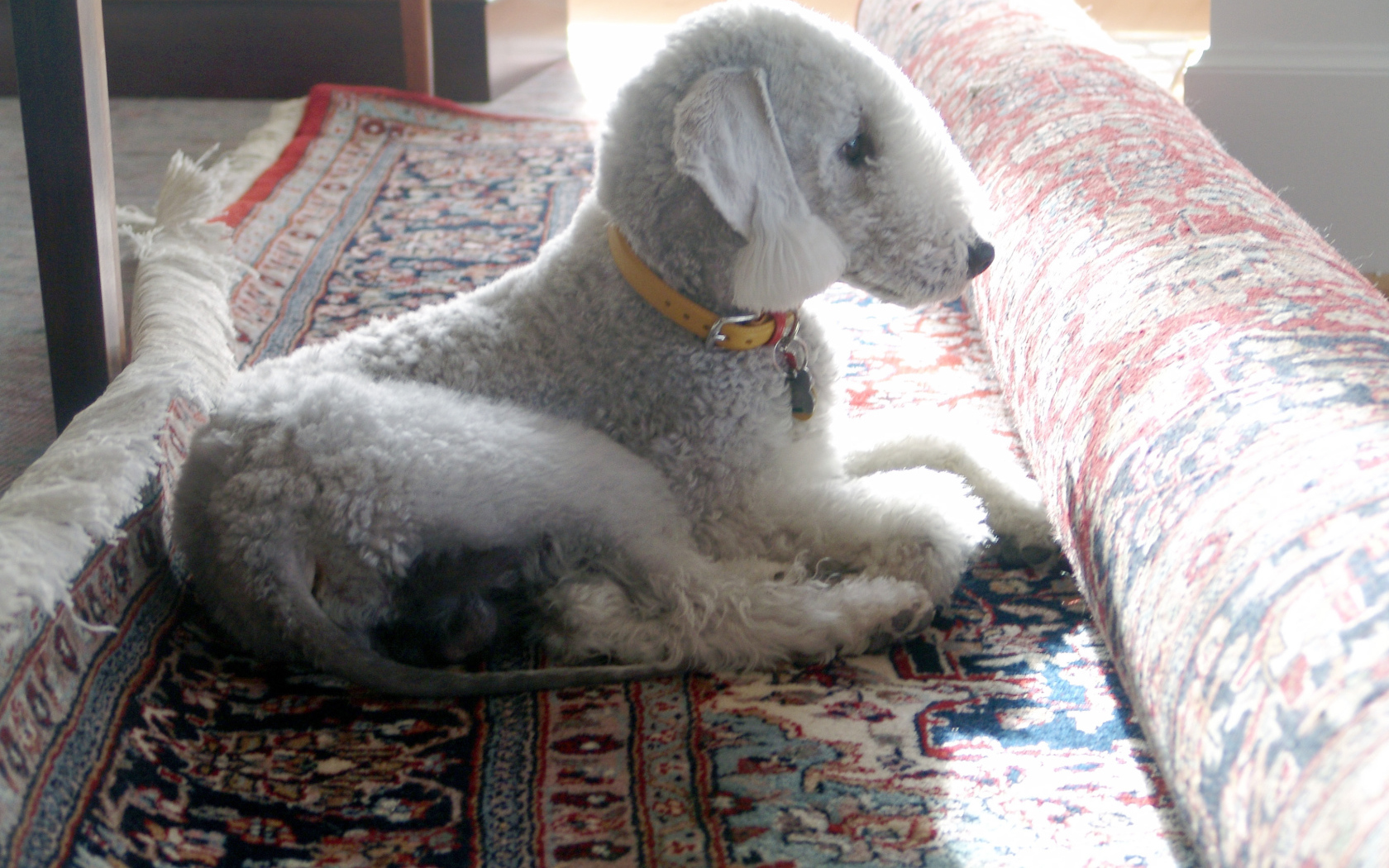 Бедлингтон терьер на ковре