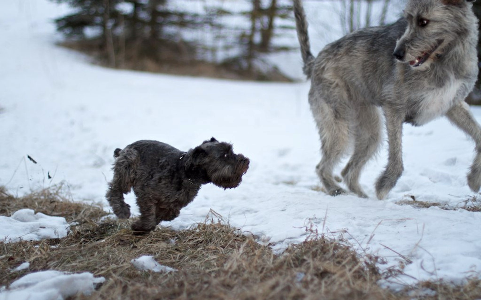 Большой ирландский волкодав убегает от маленькой собачки