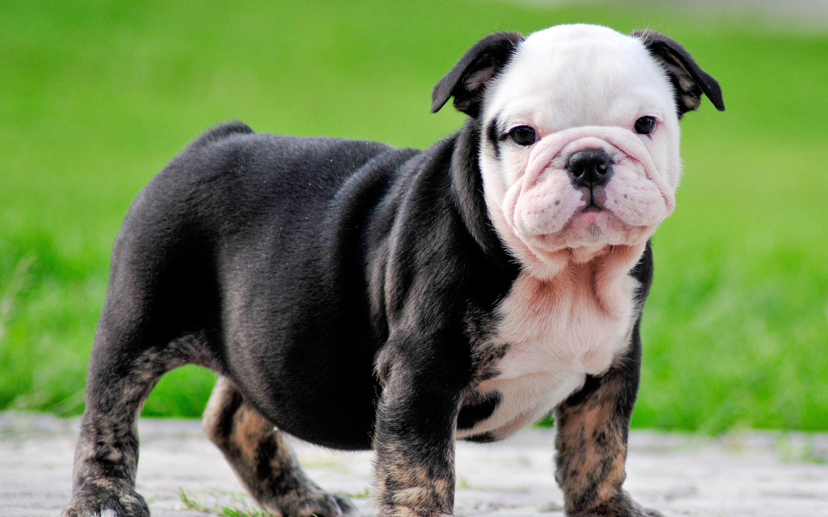 Черный щенок английского бульдога