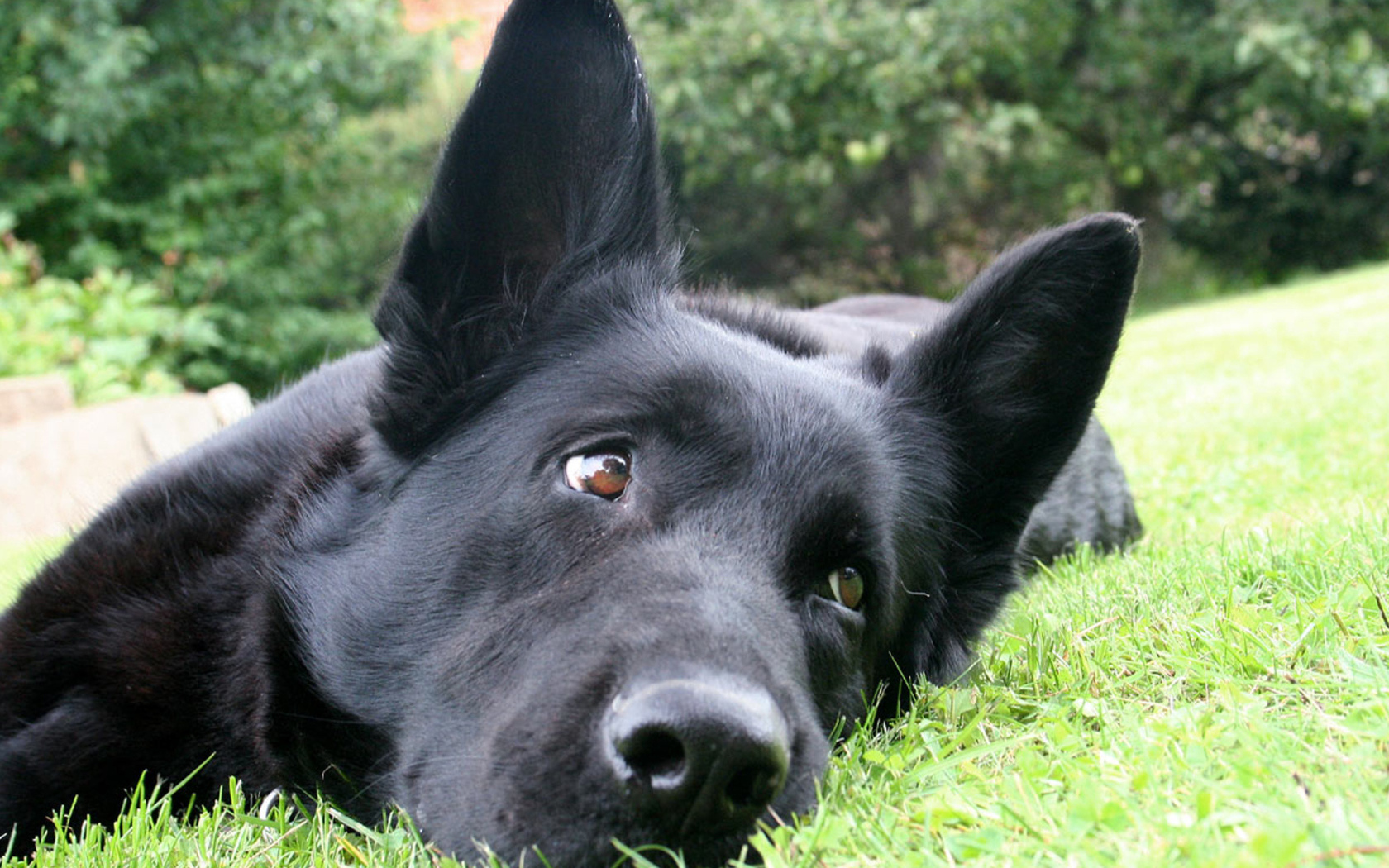 Black German shepherd lying on the grass