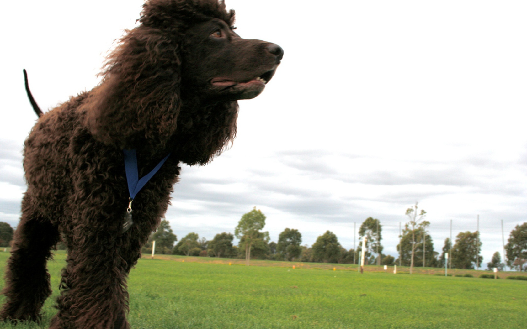 Черный ирландский водяной спаниель