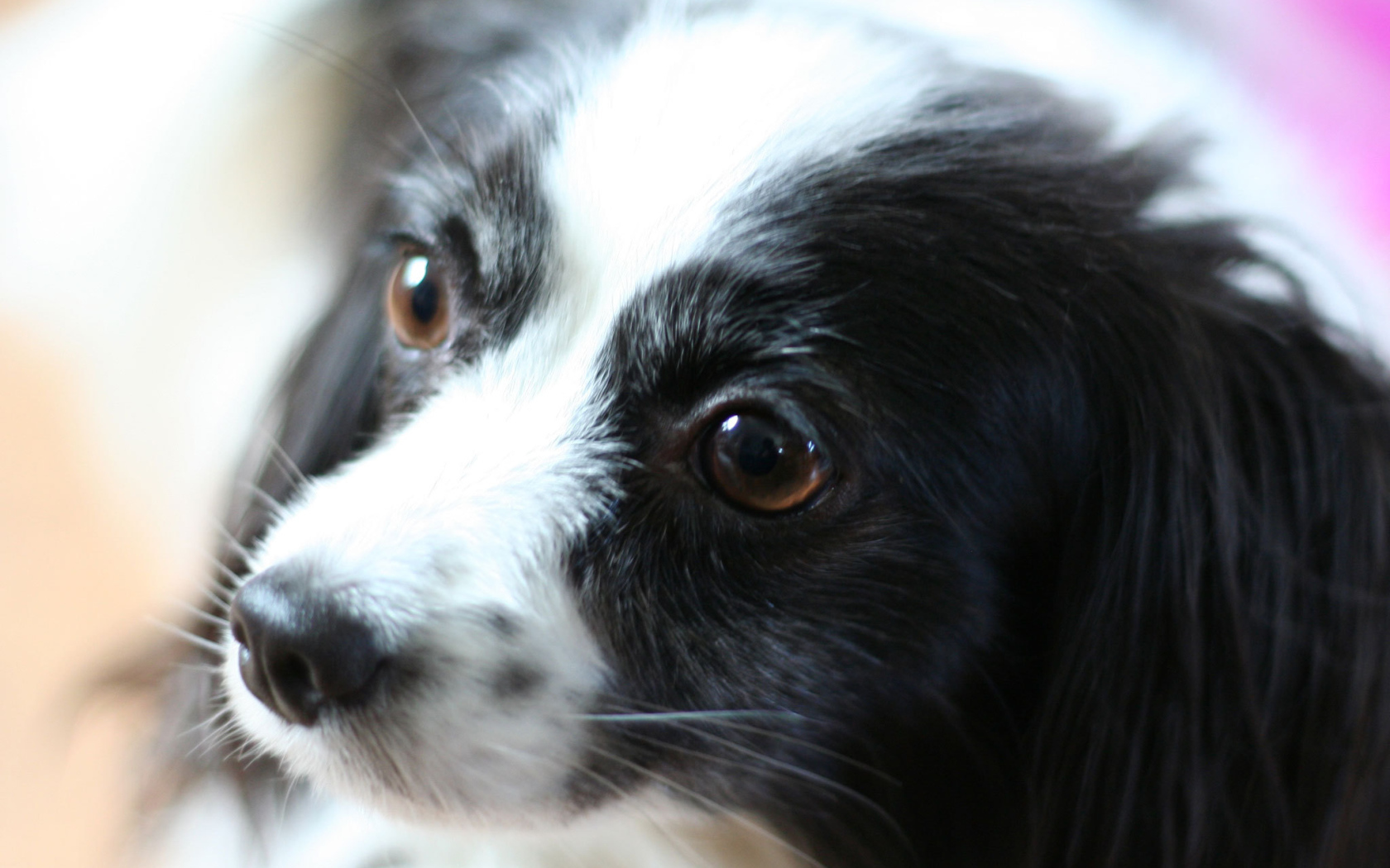 Черно белый папильон