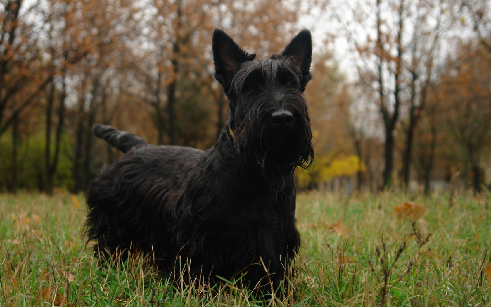 Черный шнауцер в парке