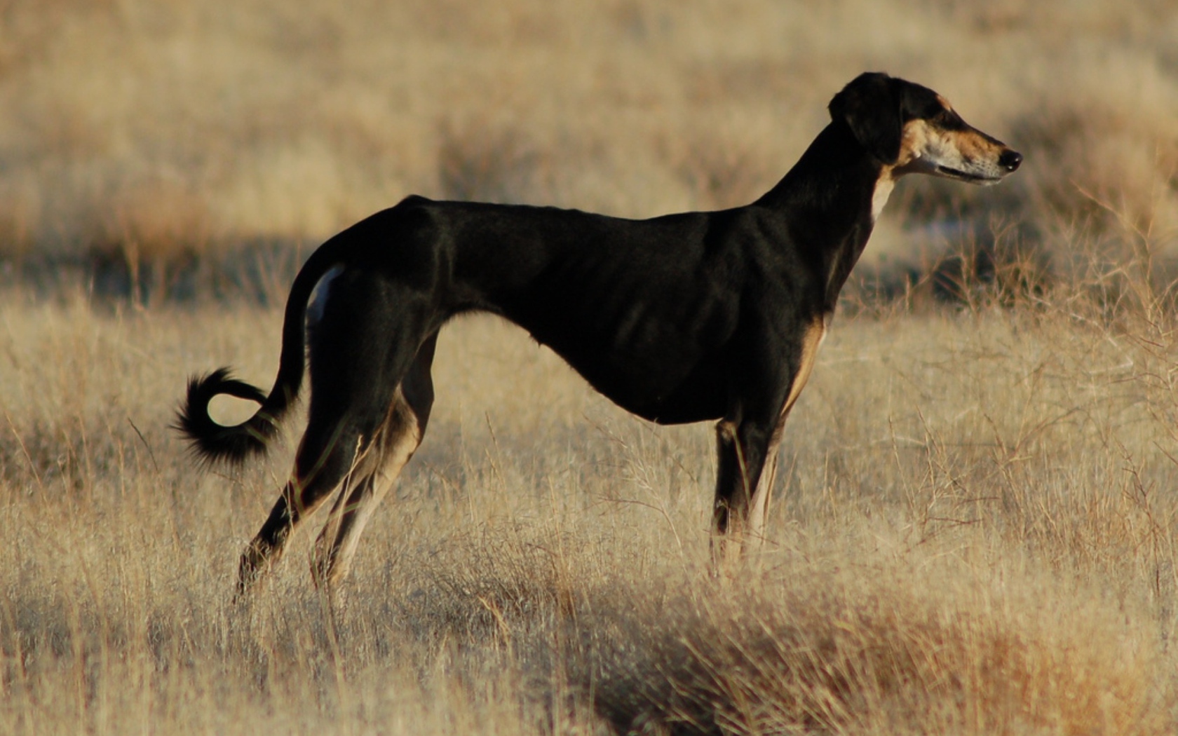 Черная стройная салюки