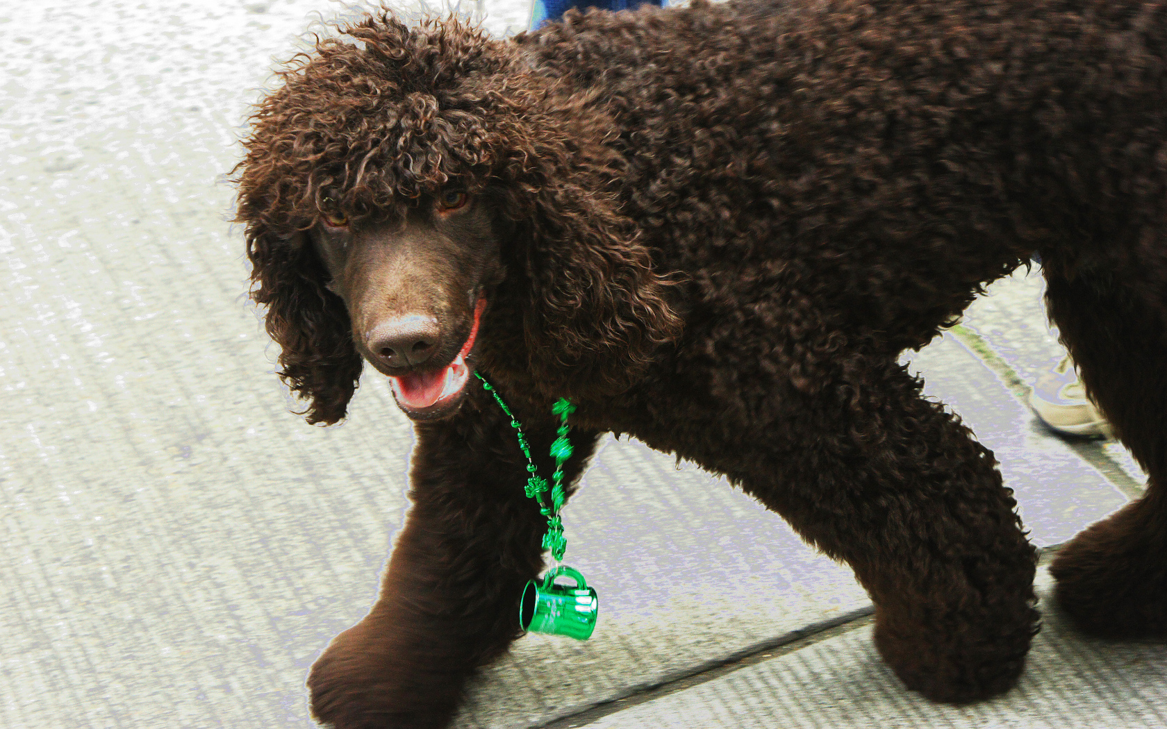Коричневый ирландский водяной спаниель