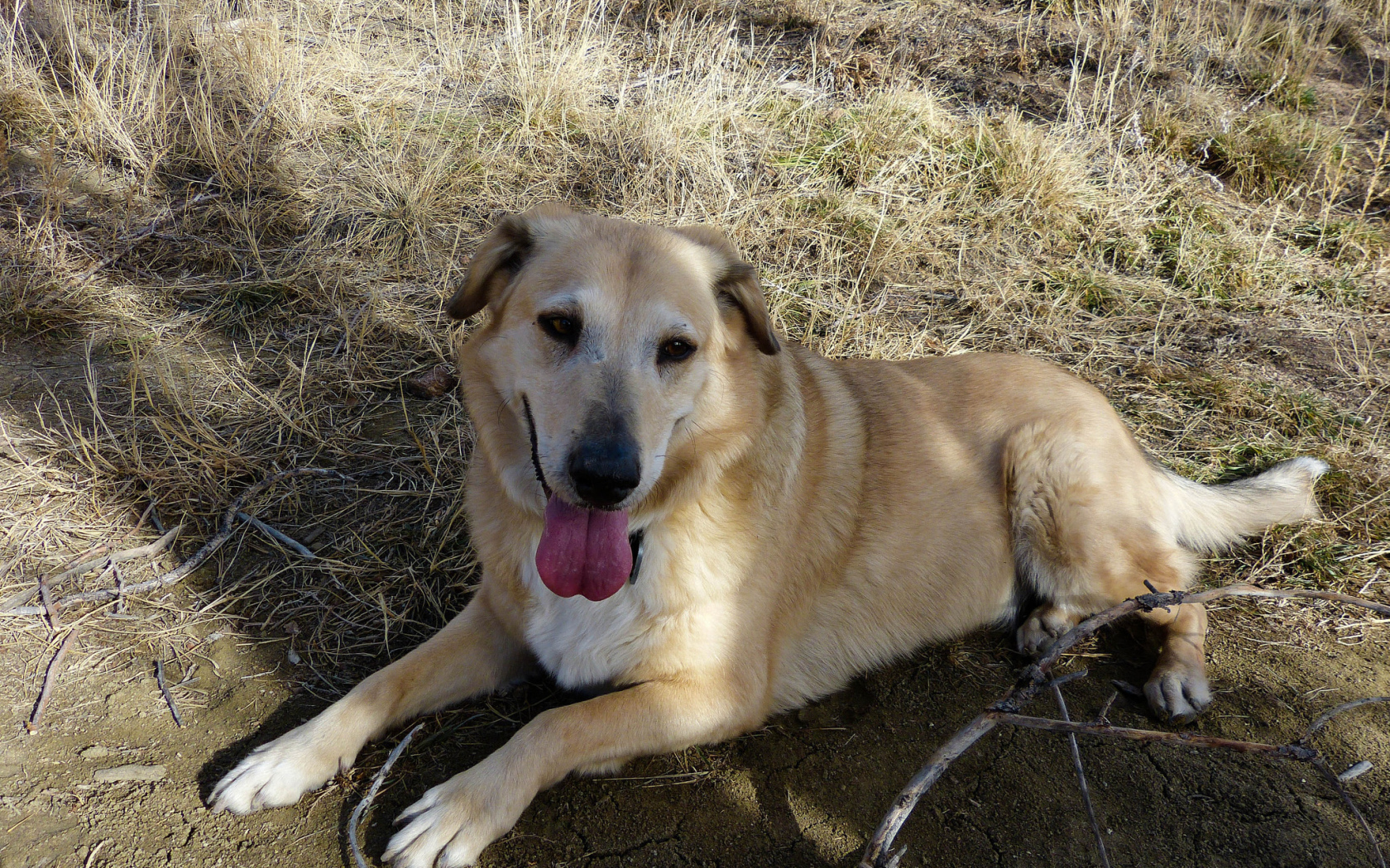 Веселая собака чинук