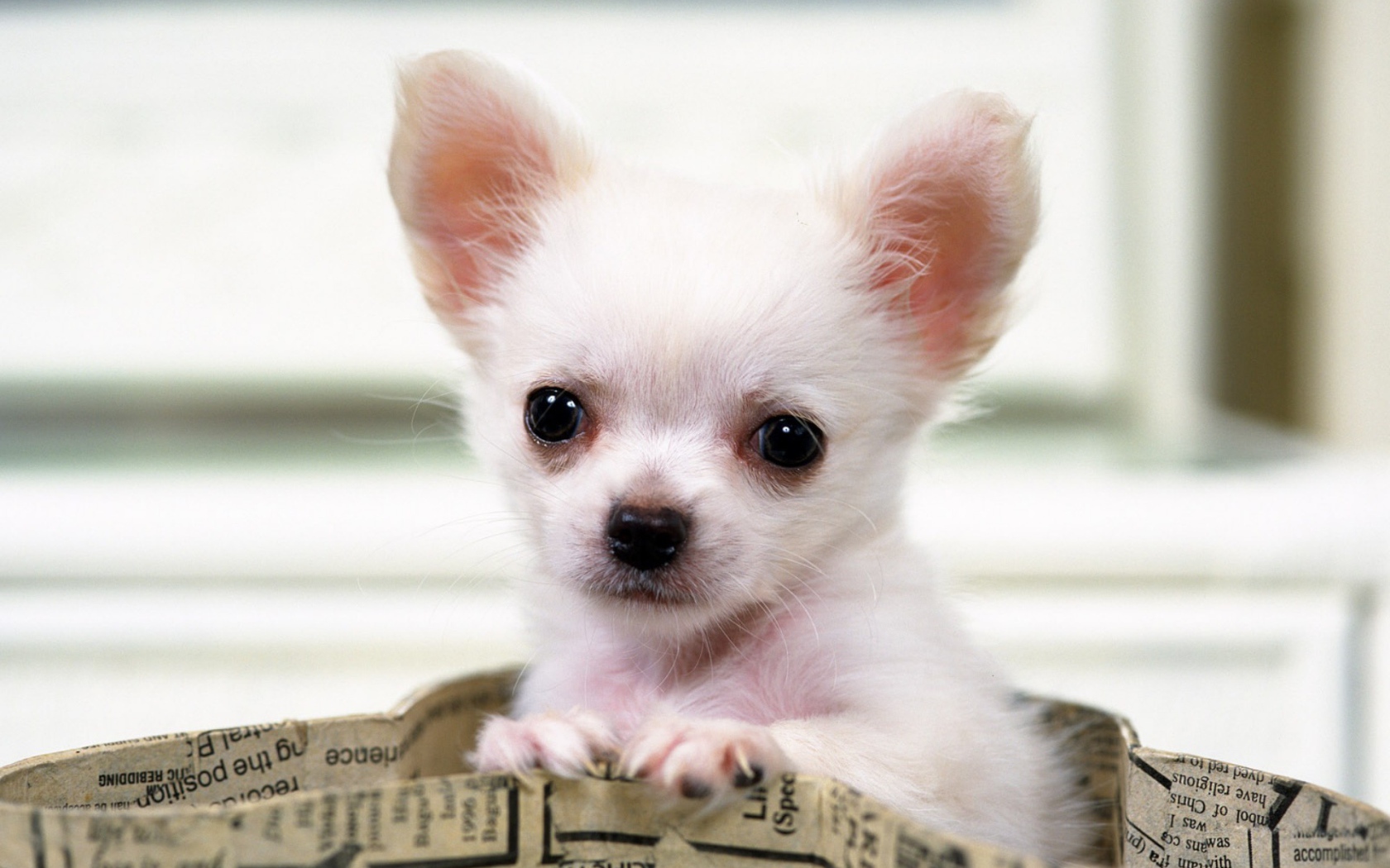 Чихуахуа выглядывает из сумки