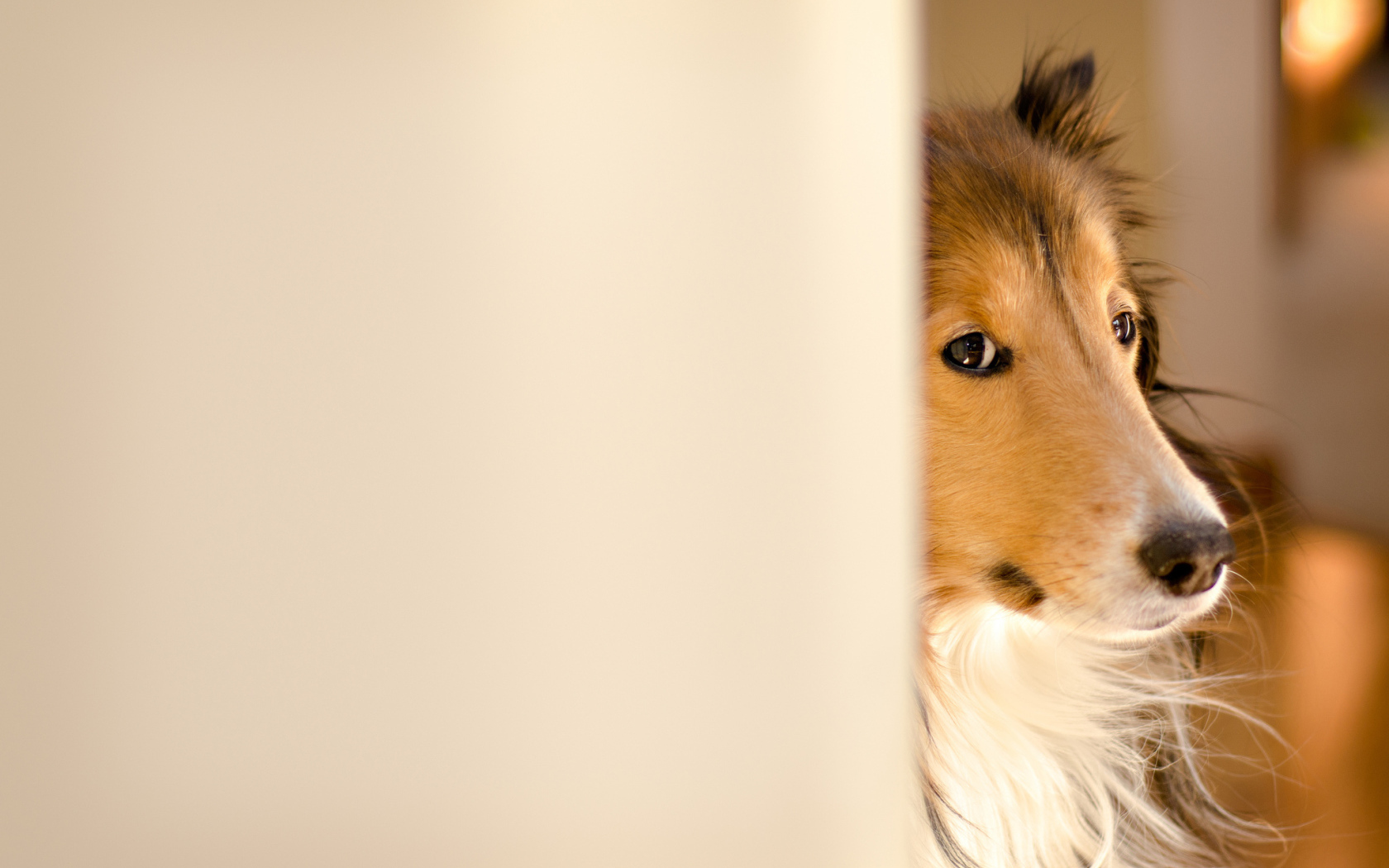Collie looks out from behind the wall