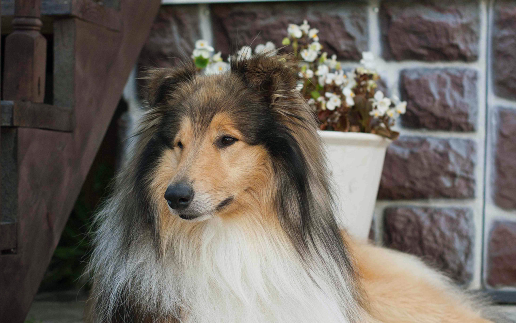 Колли с красивой прической