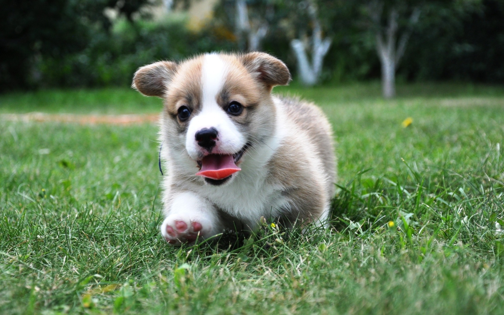 Corgi puppy velsh runs through the grass