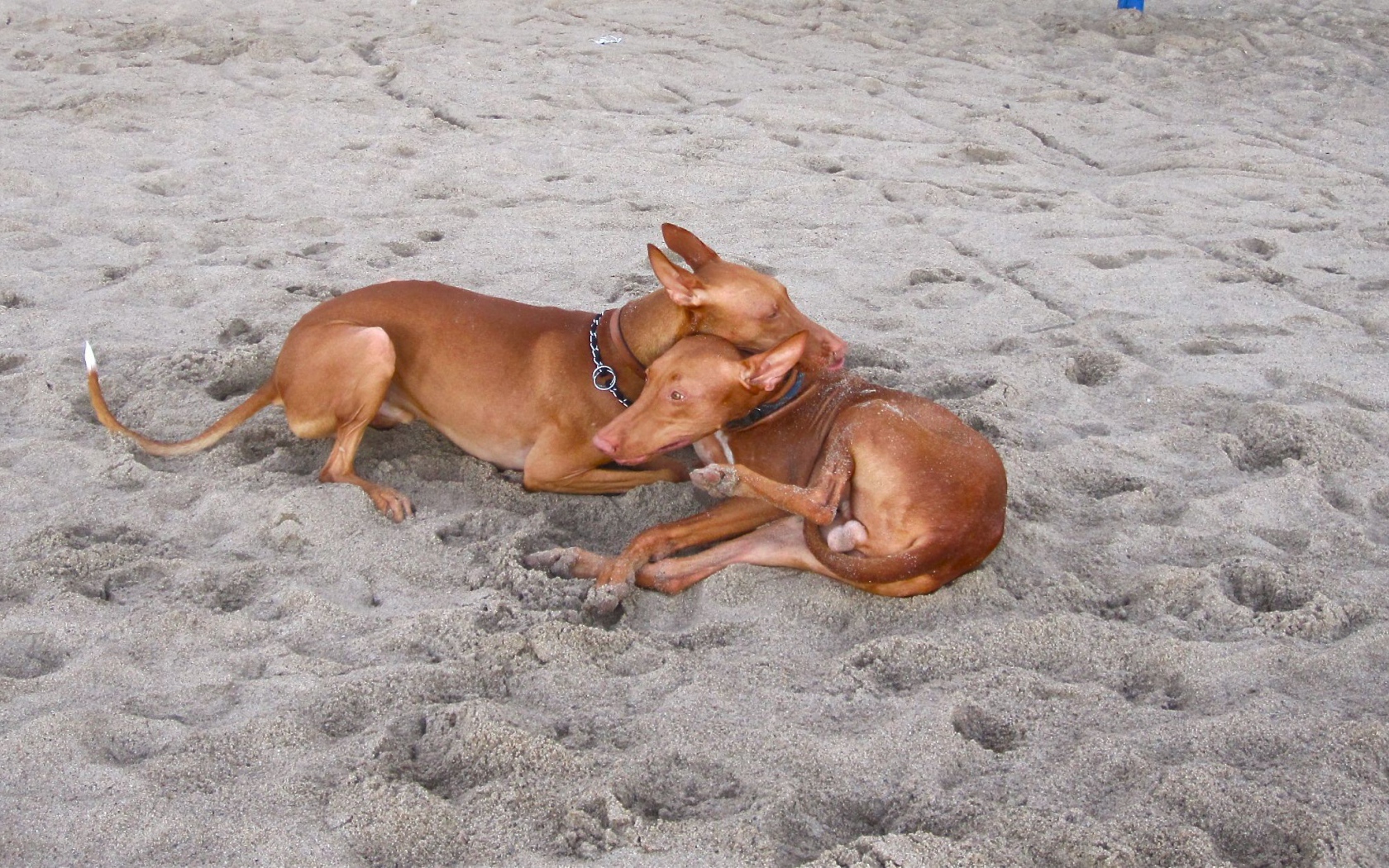 Пара фараоновых собак