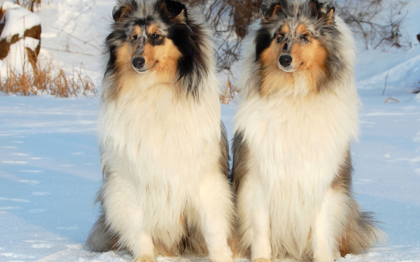 Пара колли на снегу