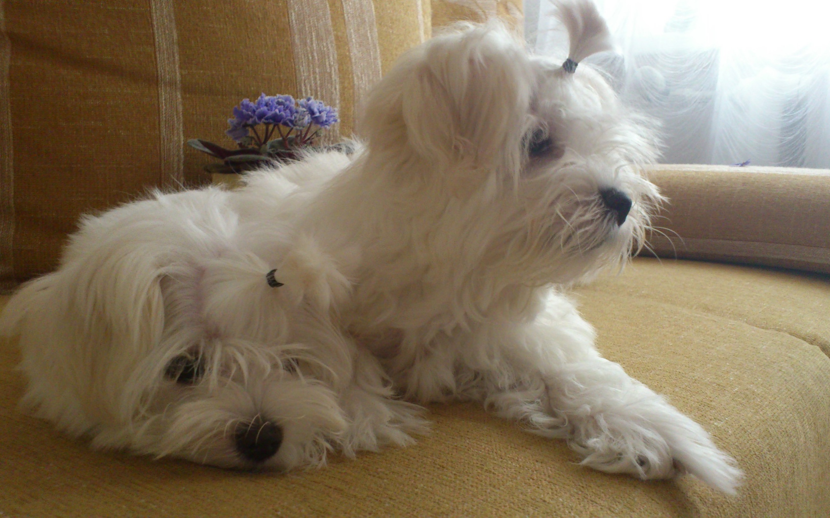 Пара болонок на диване