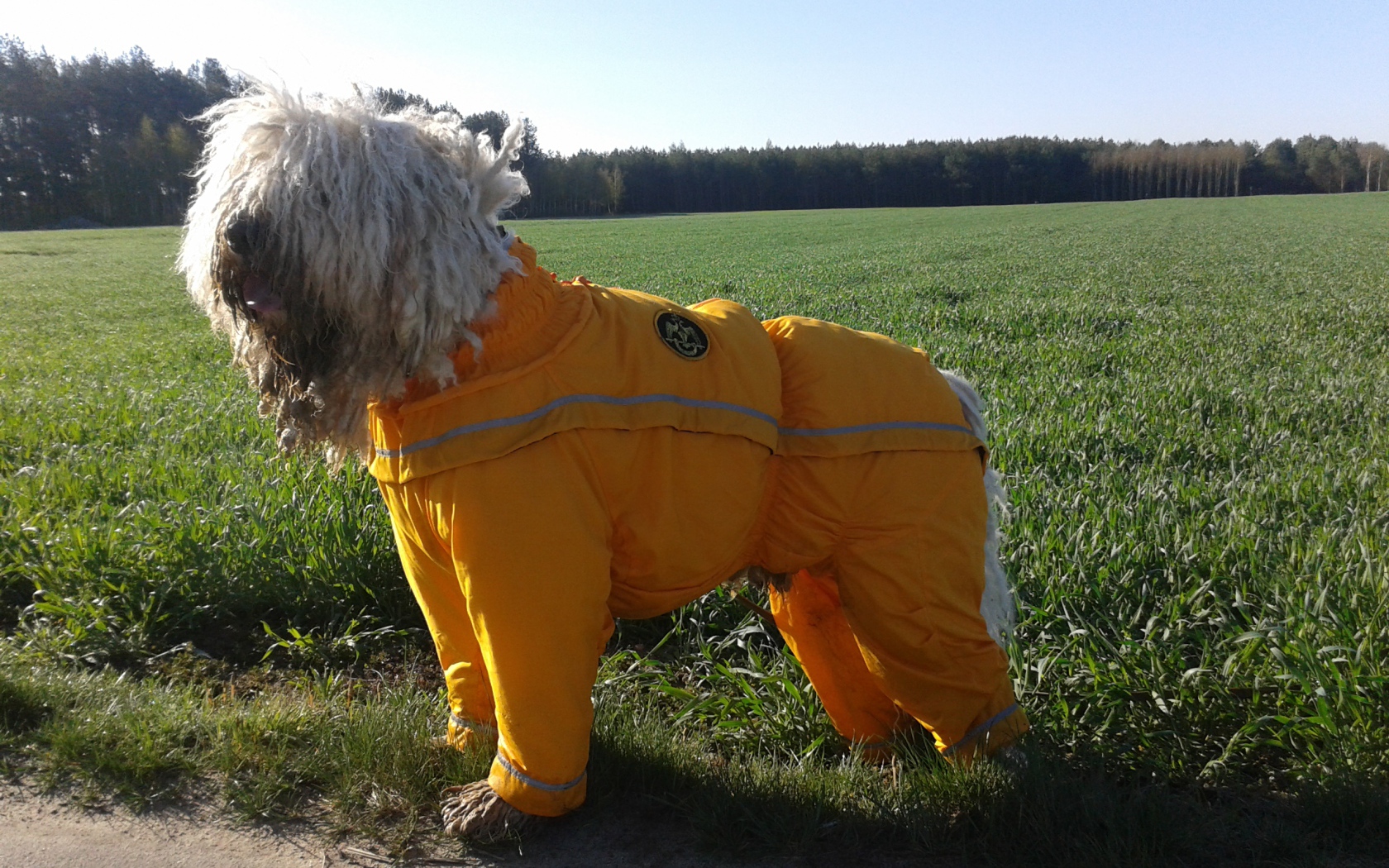 Комбинезон для комондора