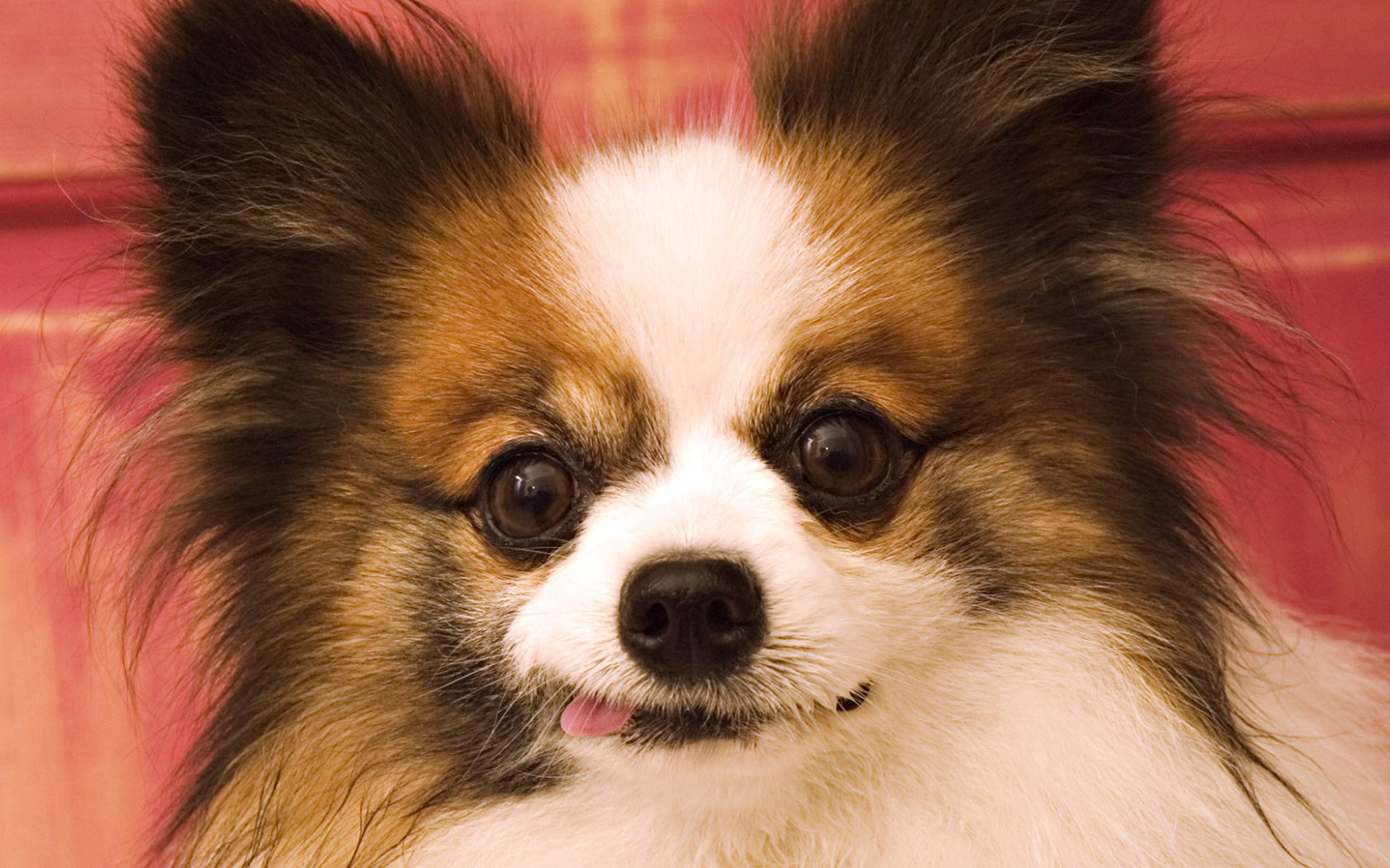 Сумасшедшие глаза у шпица