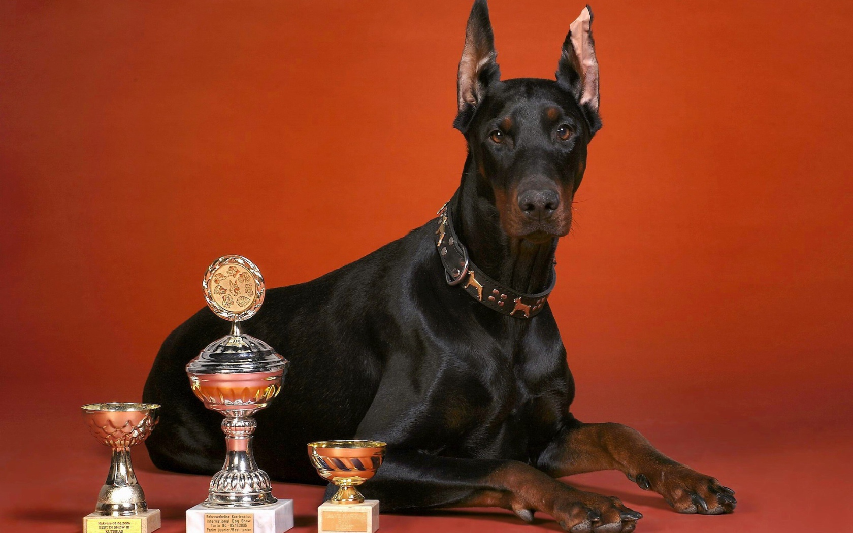 Кубки и доберман