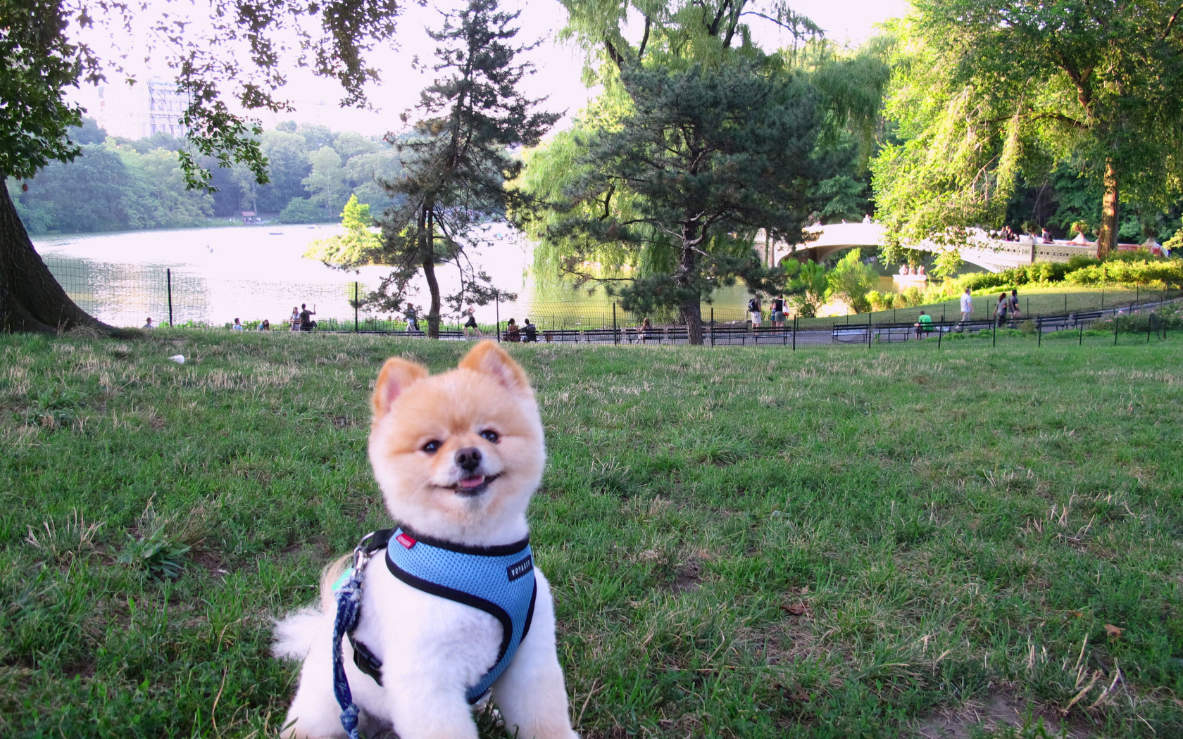 Милый шпиц у озера