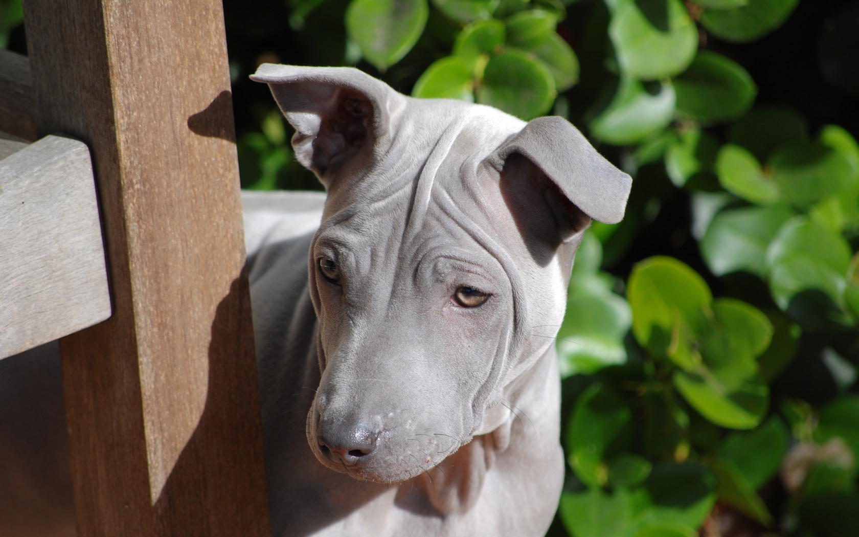 Симпатичный тайский риджбек