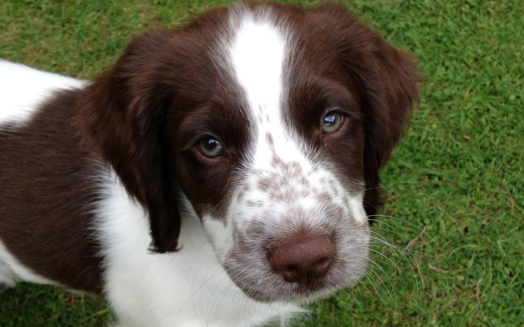 Милый глазастый спаниель