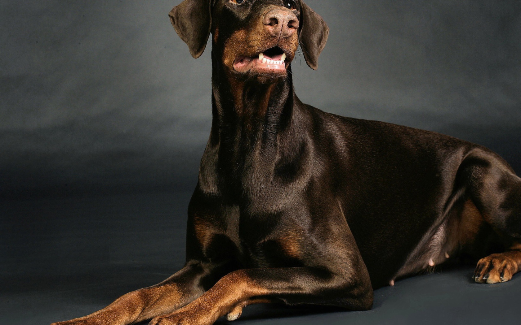 Доберман позирует