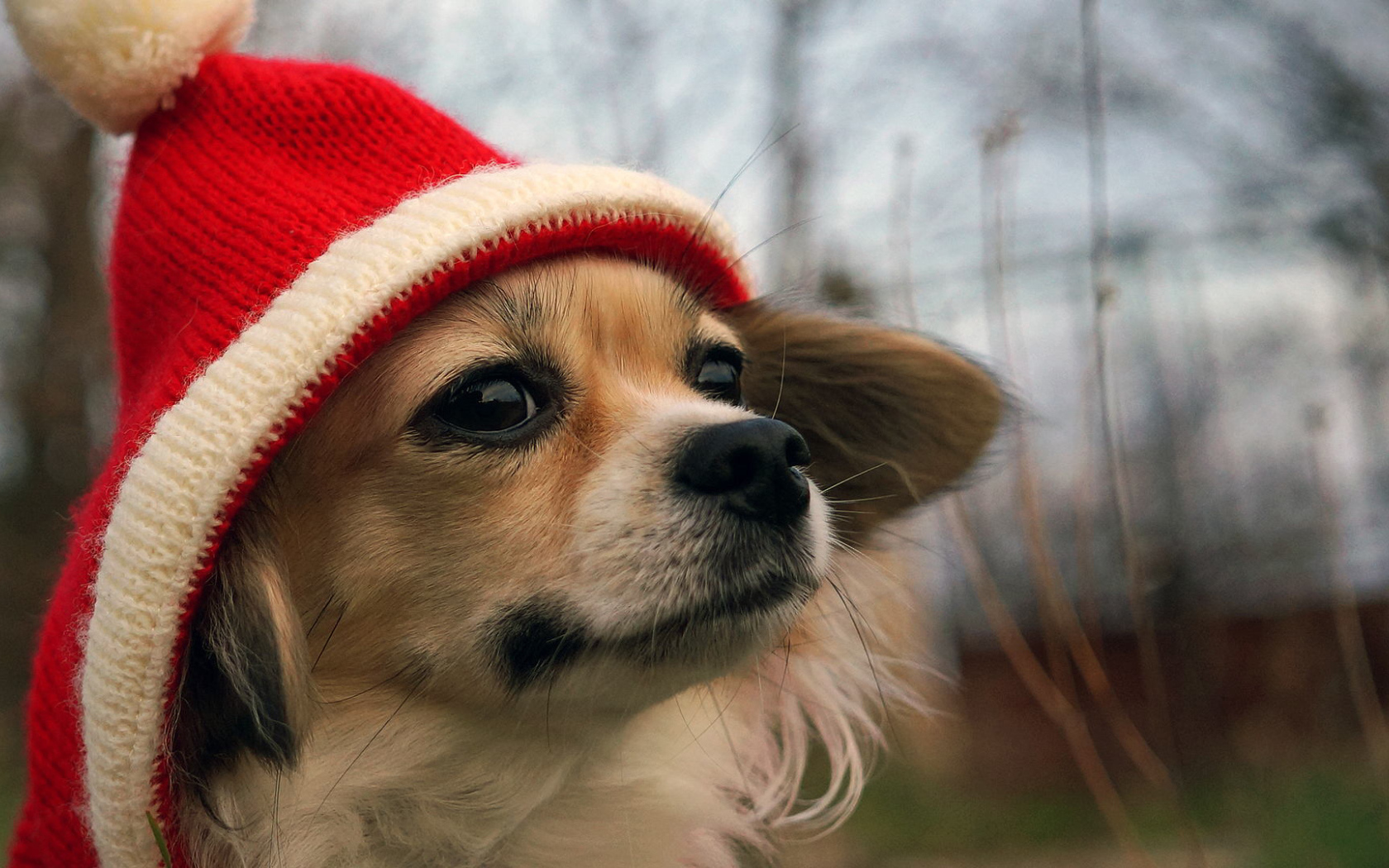 Собачка в красной шапке