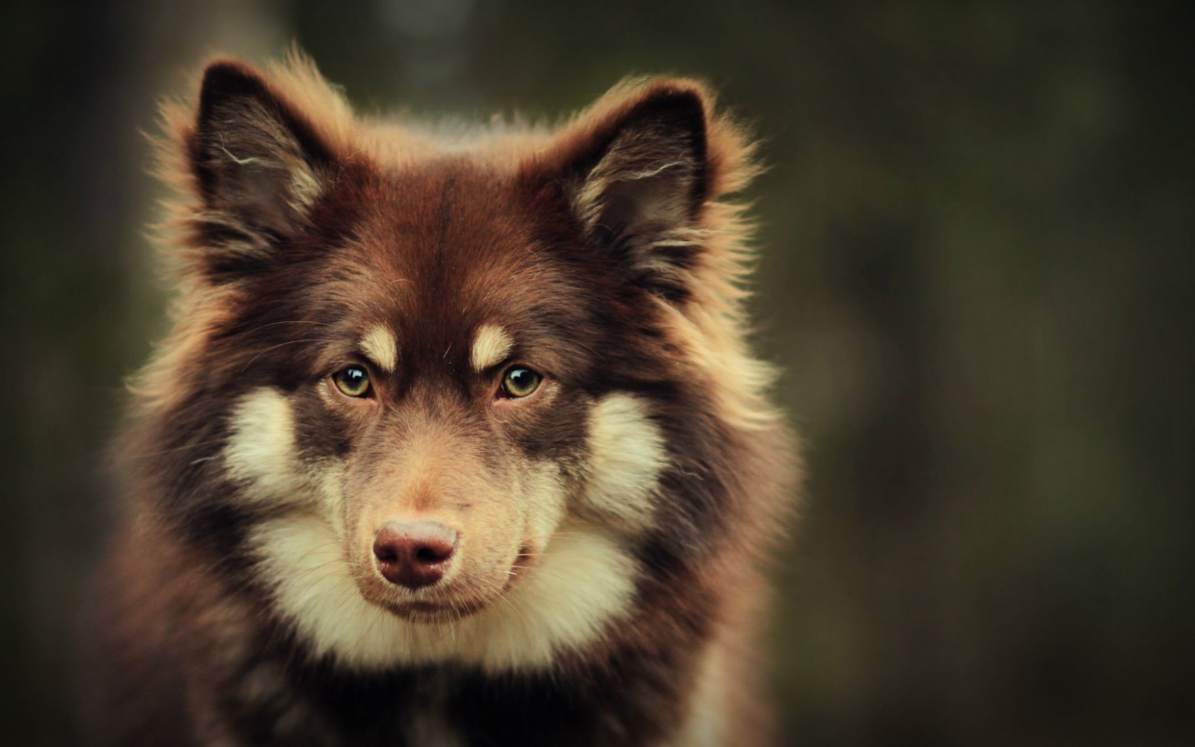 Собака в ожидании