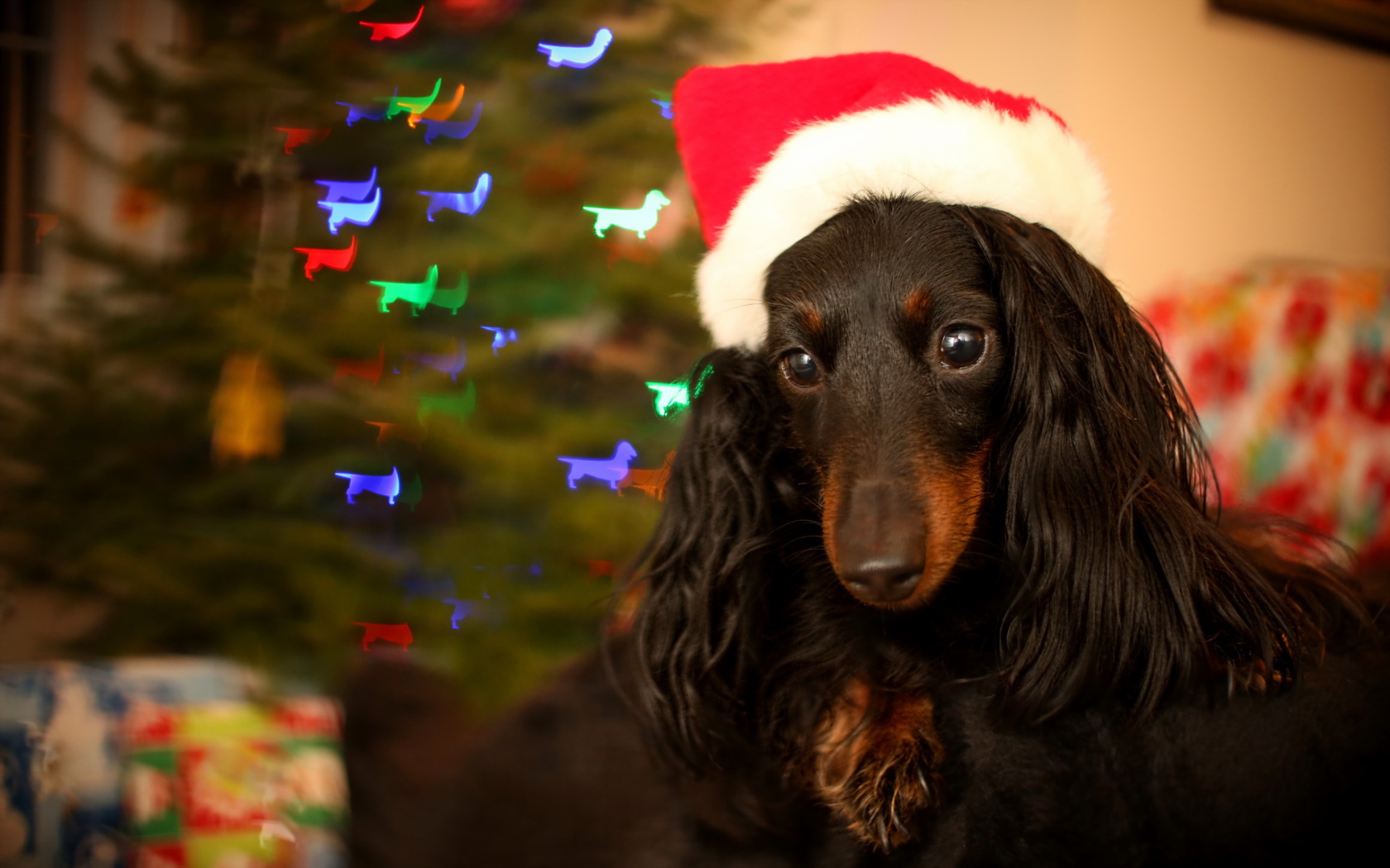 Собака на празднике