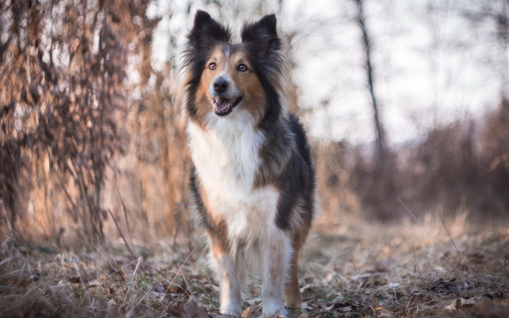 Cобачка на сухой траве