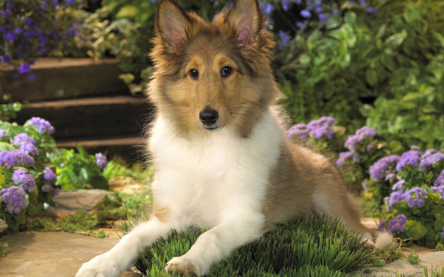 Ушастый щенок колли