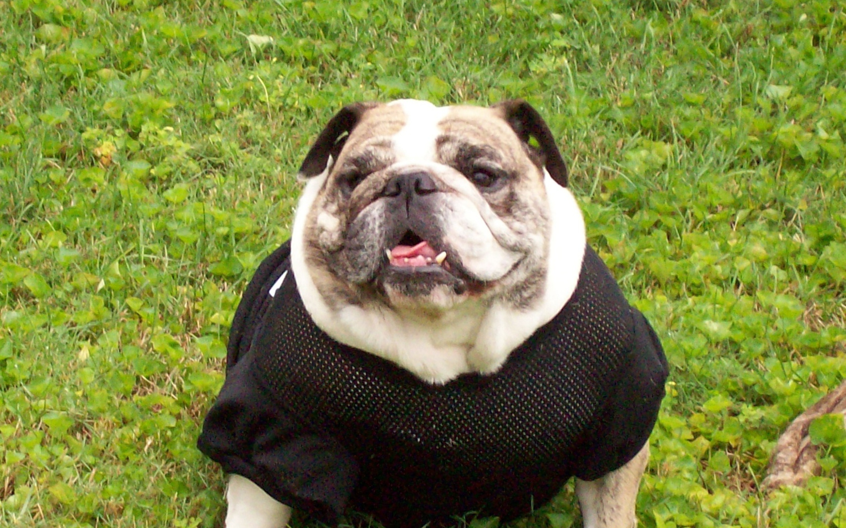 Английский бульдог в одежде