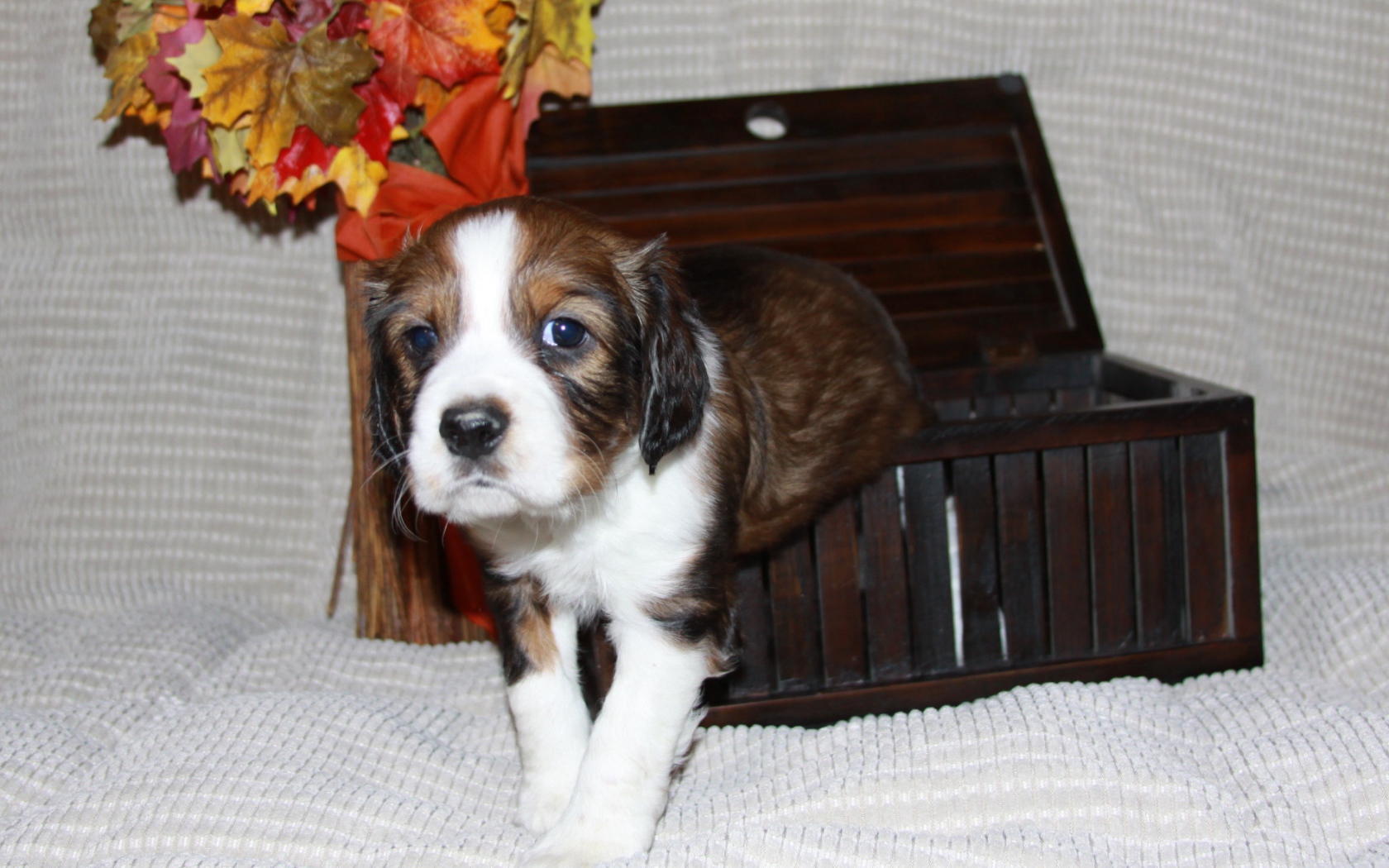 Собака английский спрингер спаниель вылез из корзинки