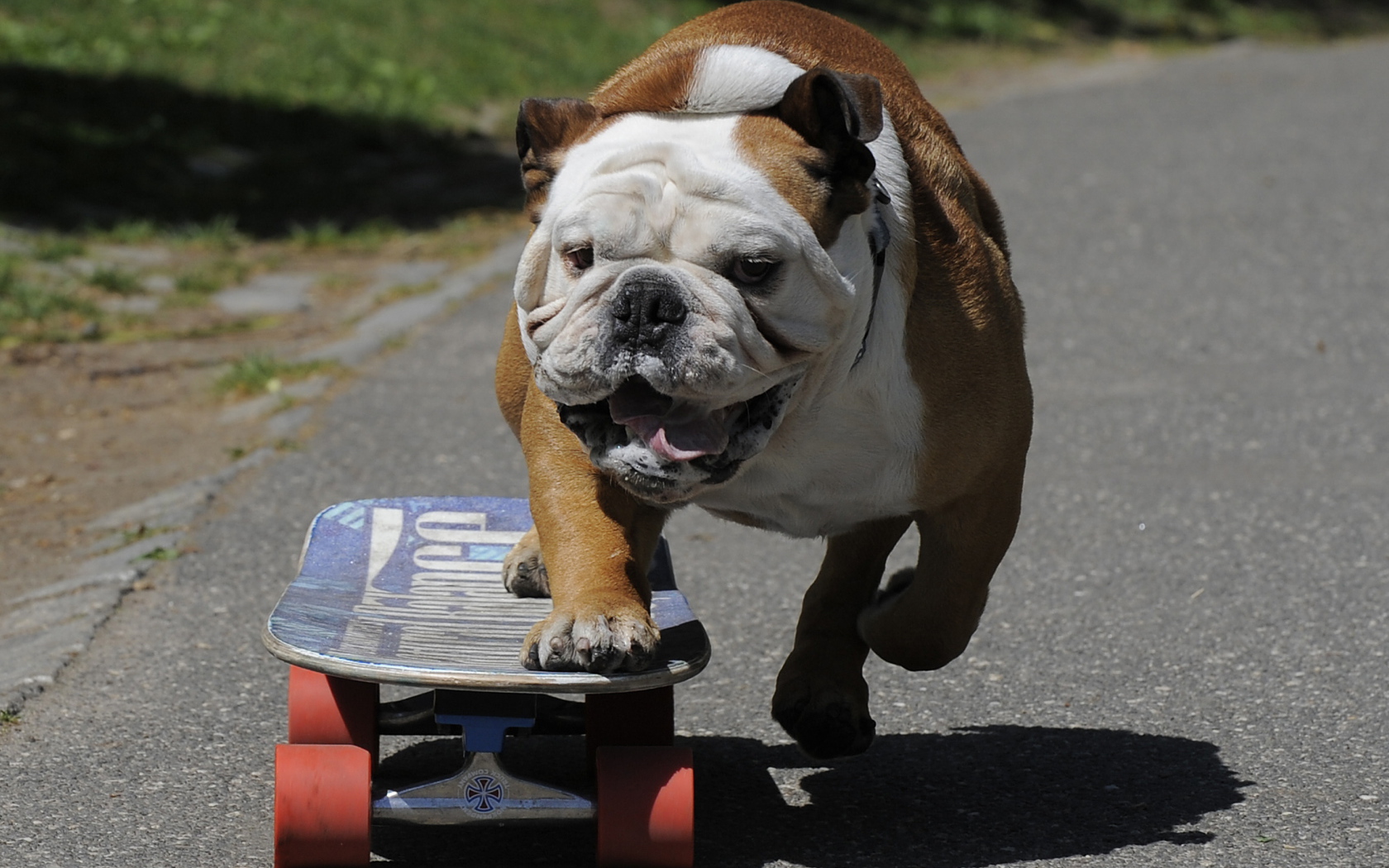 Английский бульдог на скейте