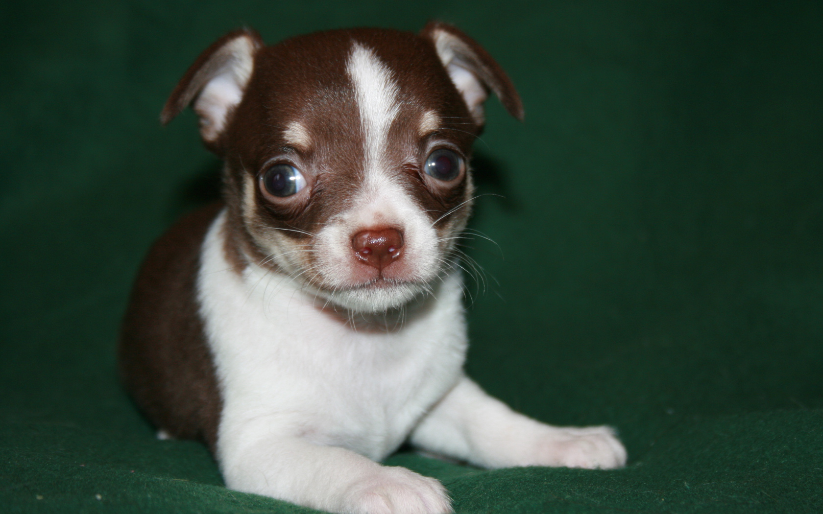 Глазастый щенок бивер йорк