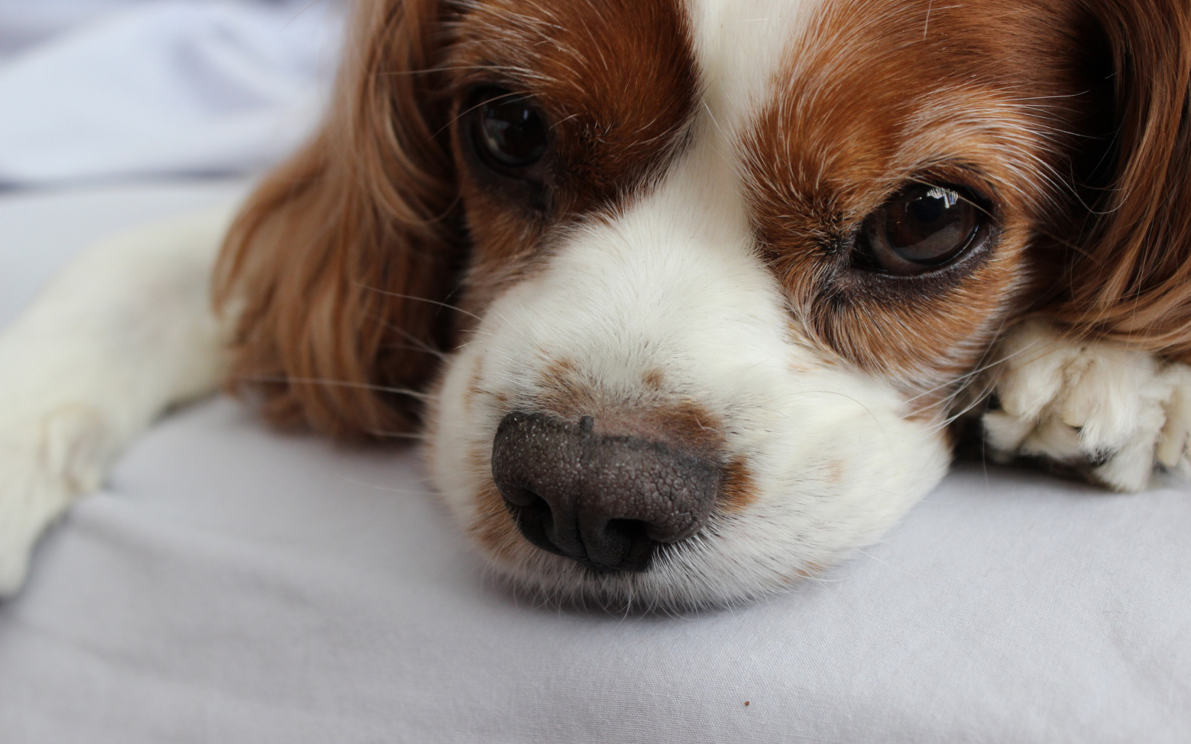 Глаза кавалер кинг чарльз спаниеля