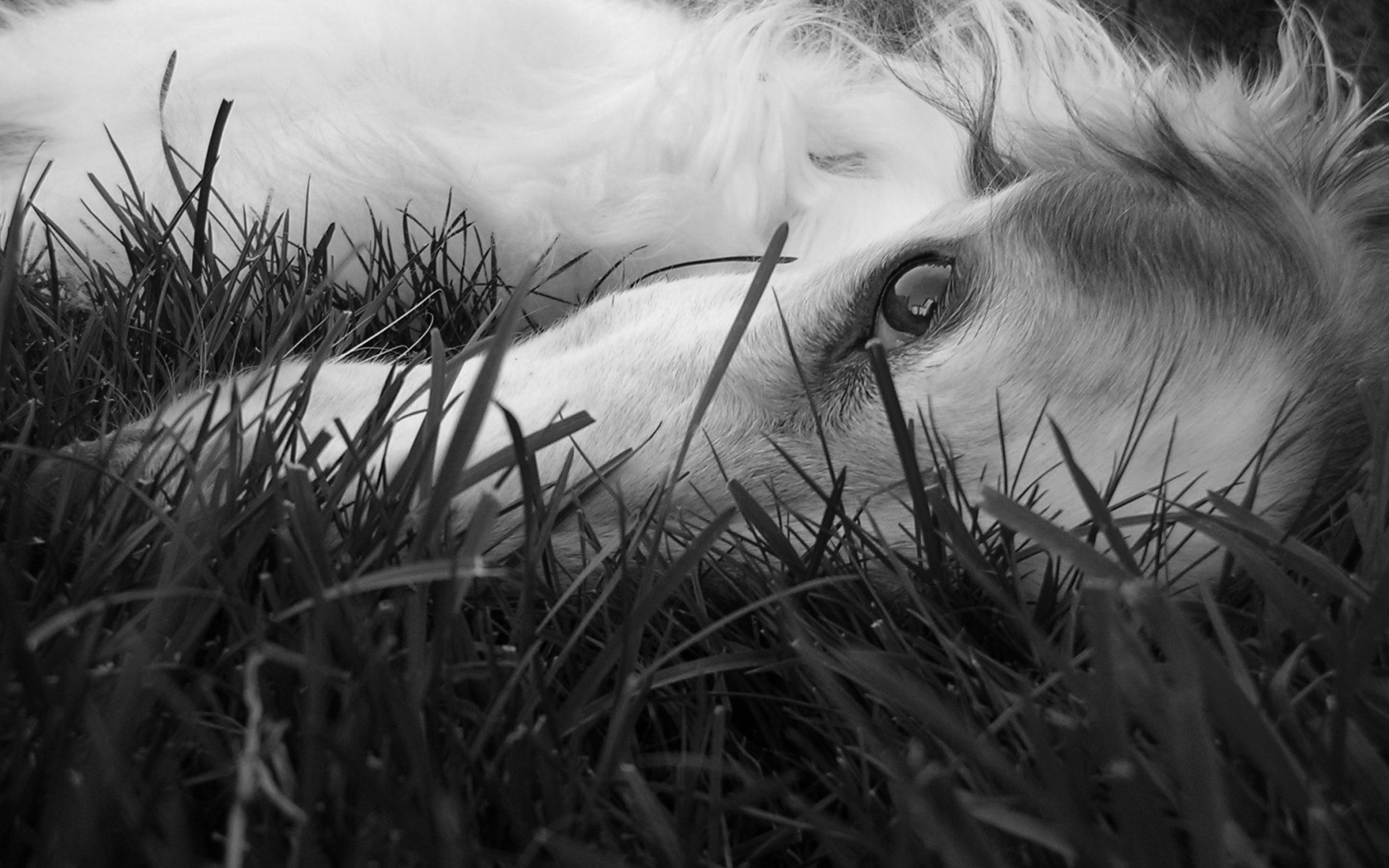 Глаза борзой собаки