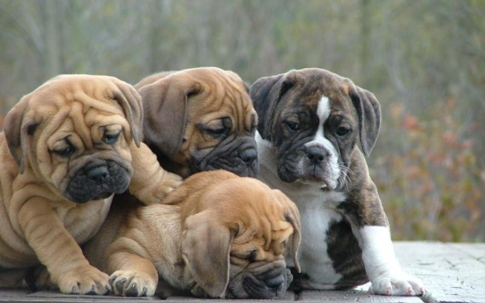 Семья щенков английского бульдога