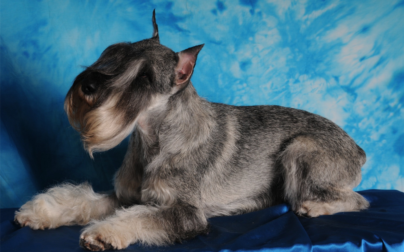 Фотомодель пес шнауцер