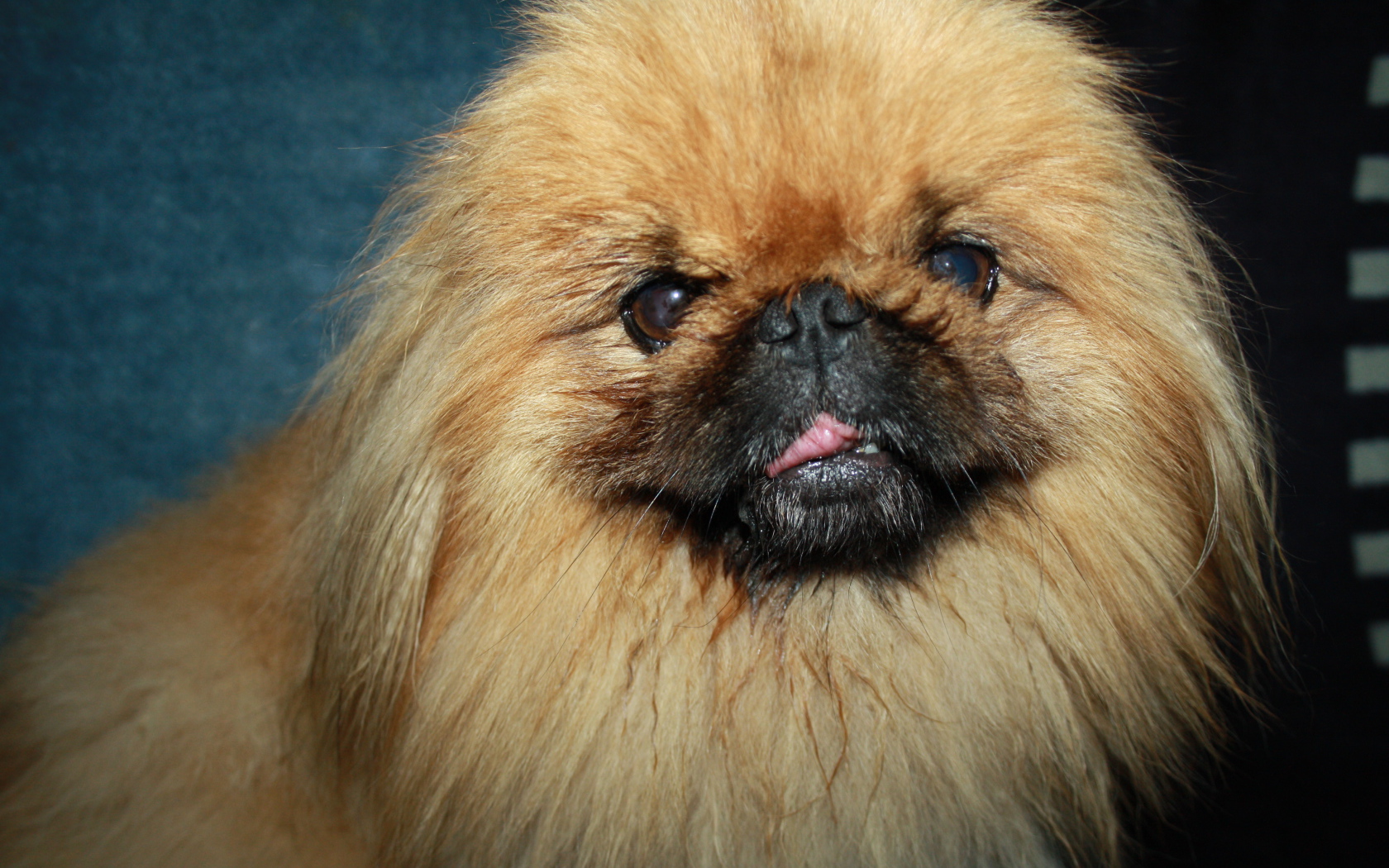 Пушистый коричневый пекинес