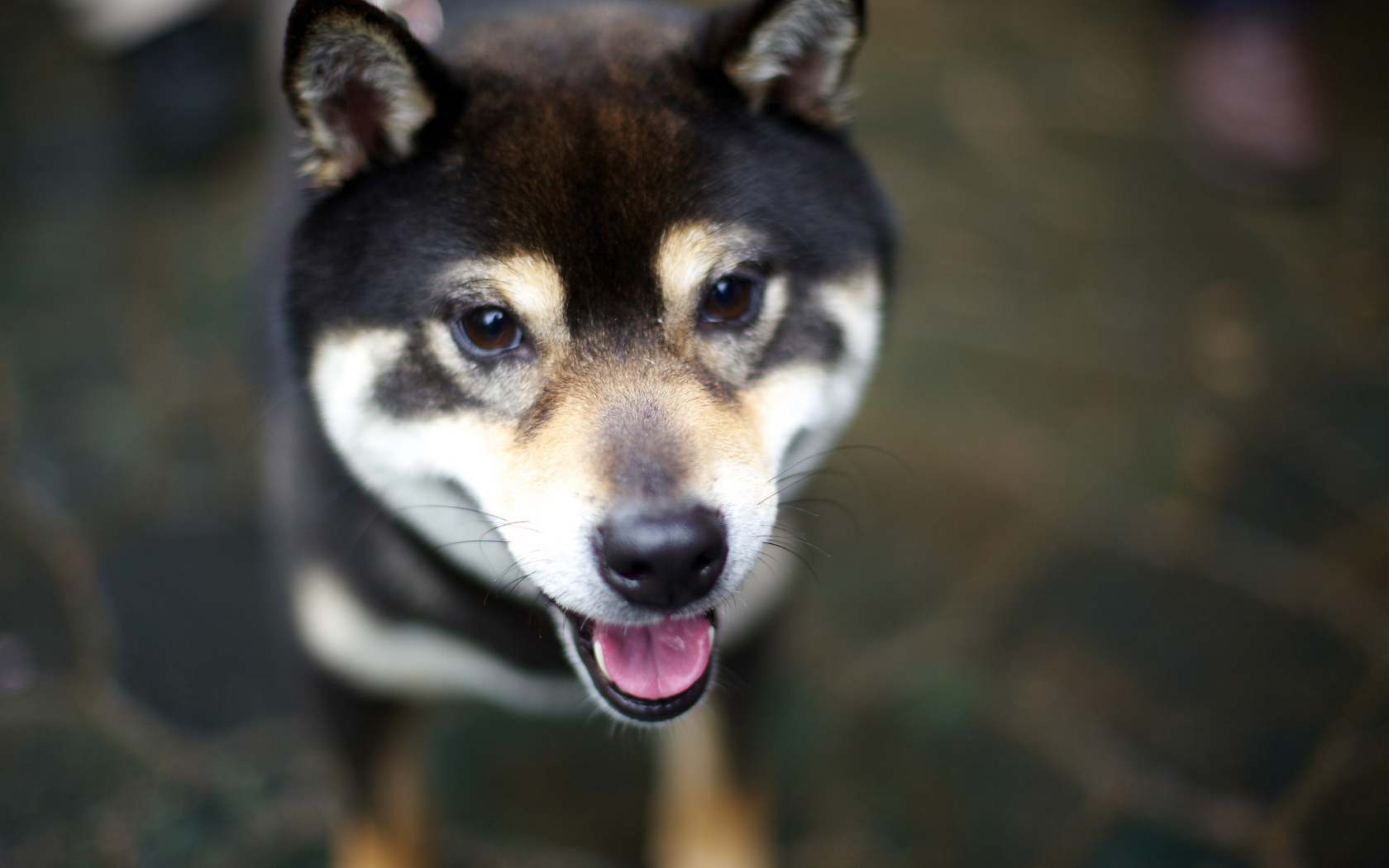 Дружелюбная собака