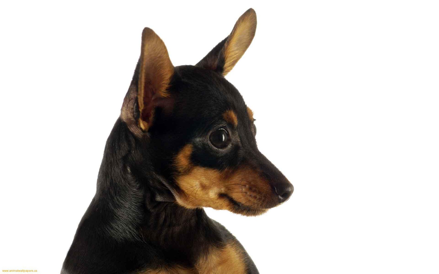 Забавная собака чихуахуа