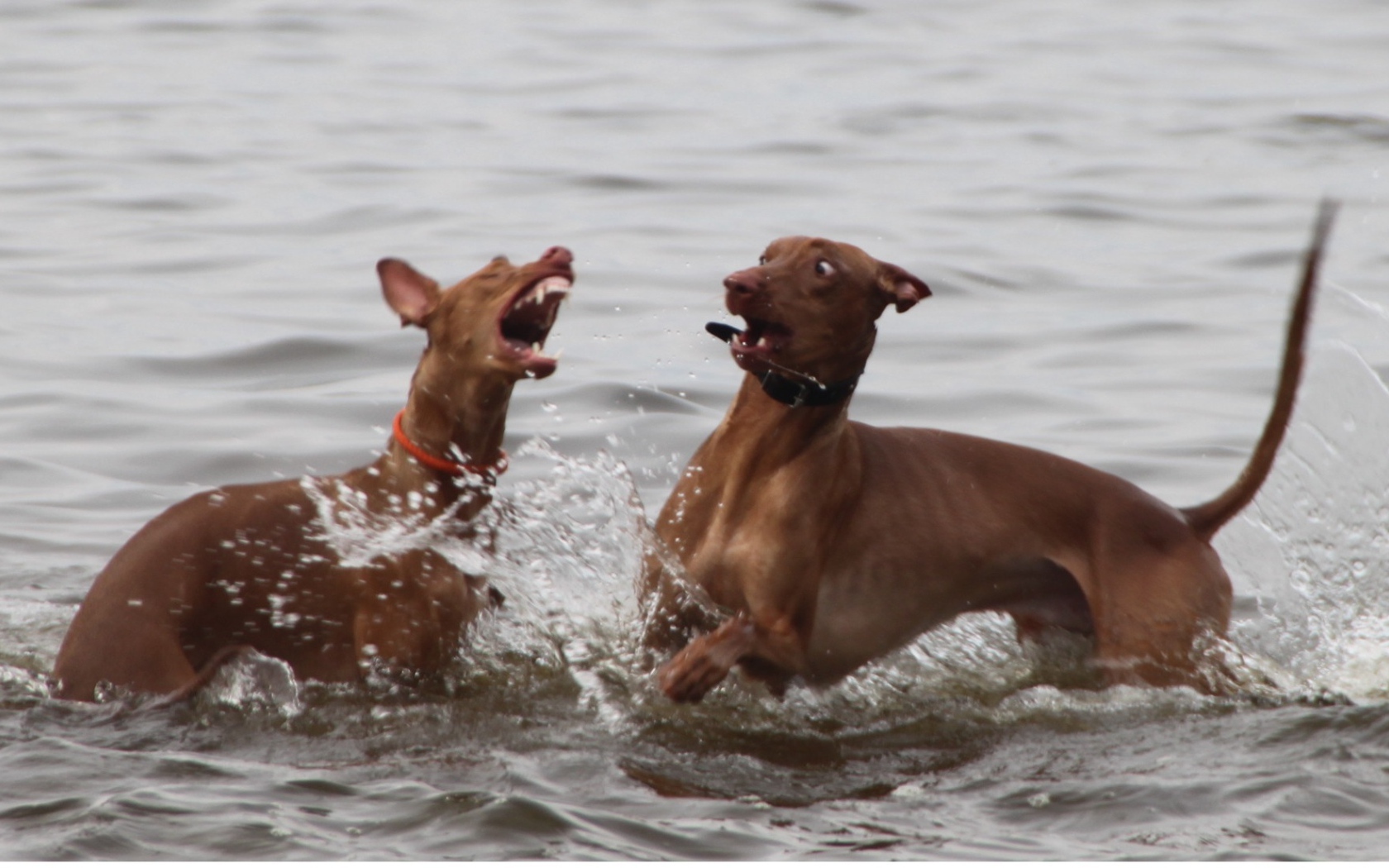 Игры фараоновых собак в воде