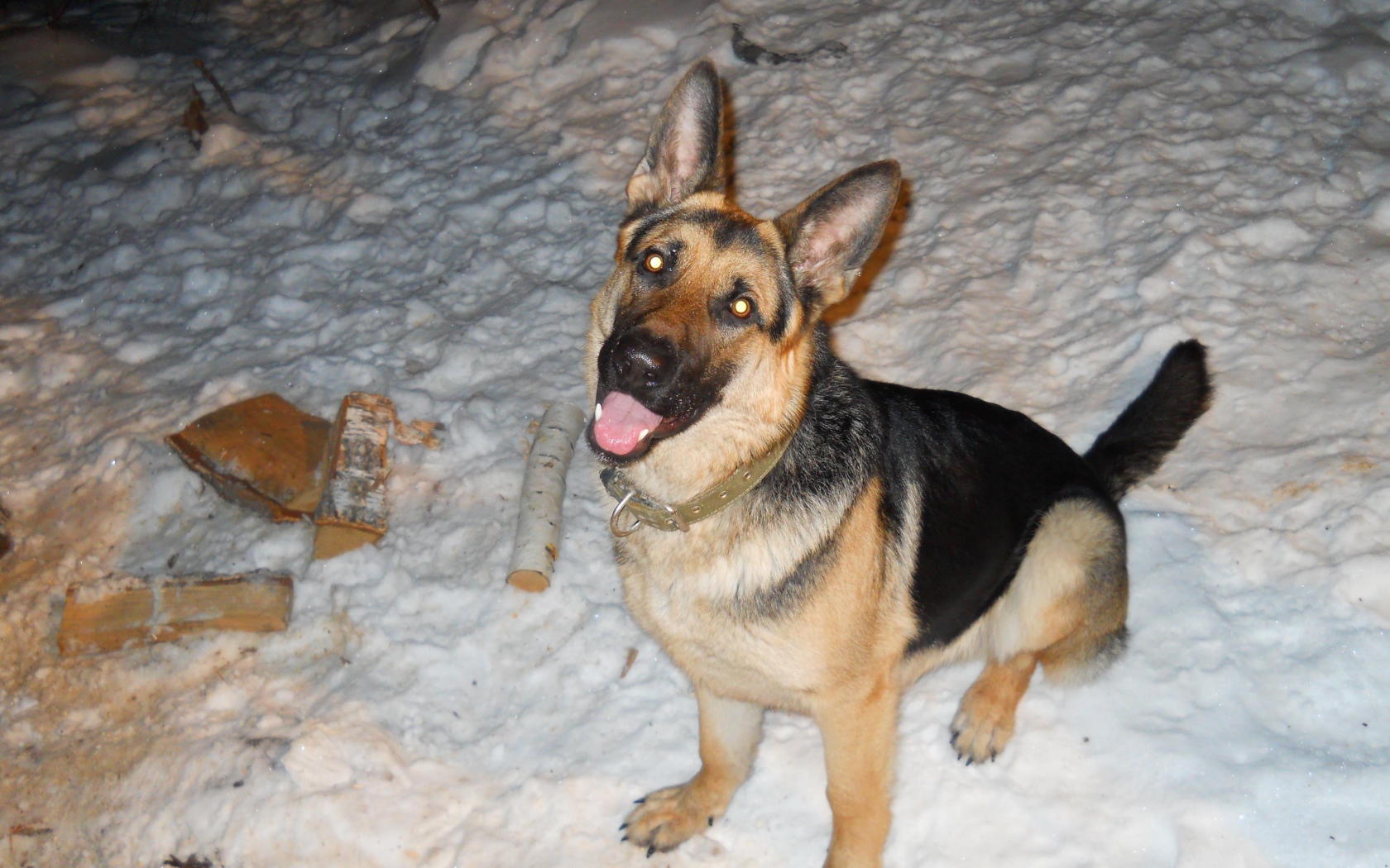 Немецкая овчарка с горящими глазами