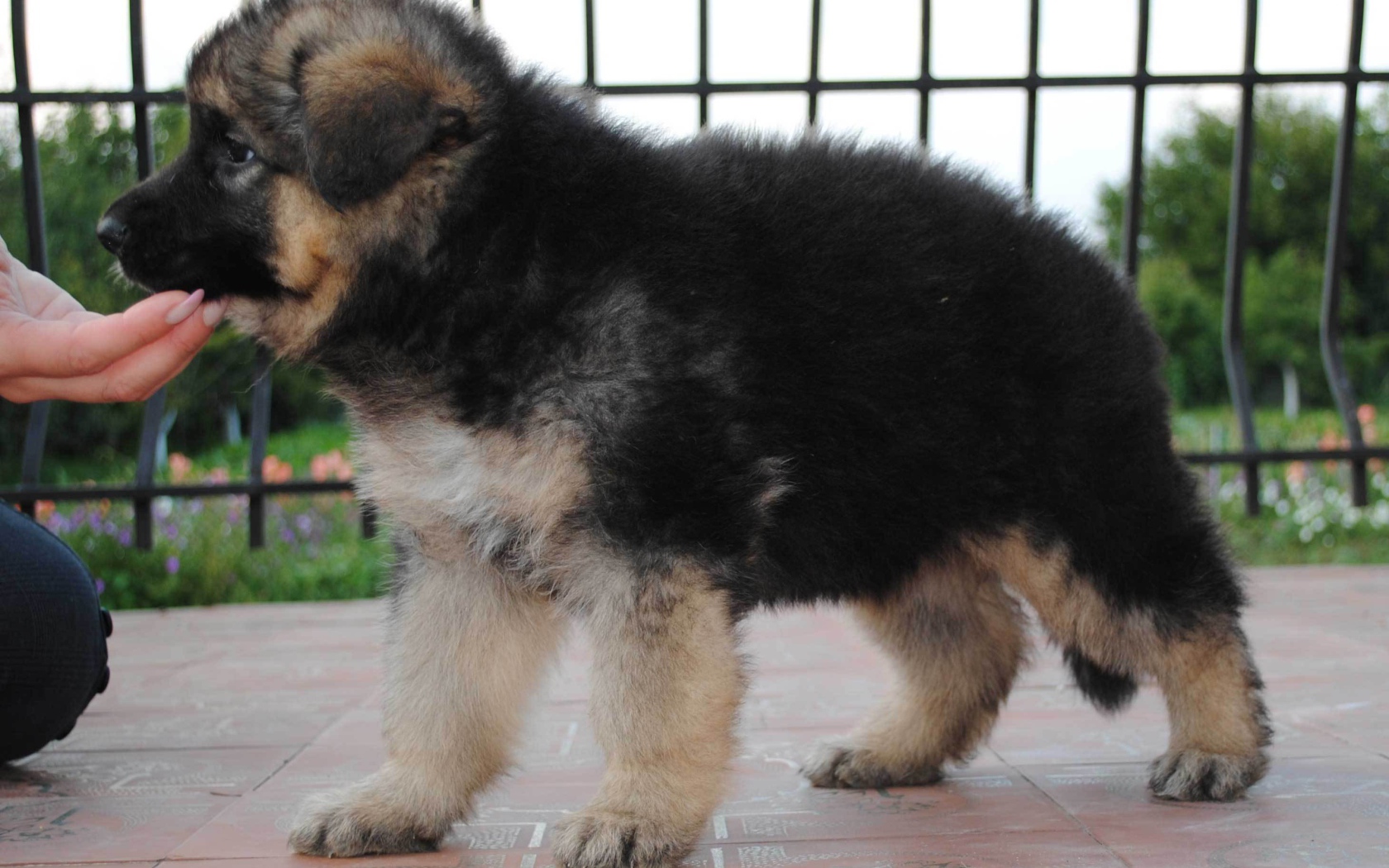 Щенок немецкой овчарки