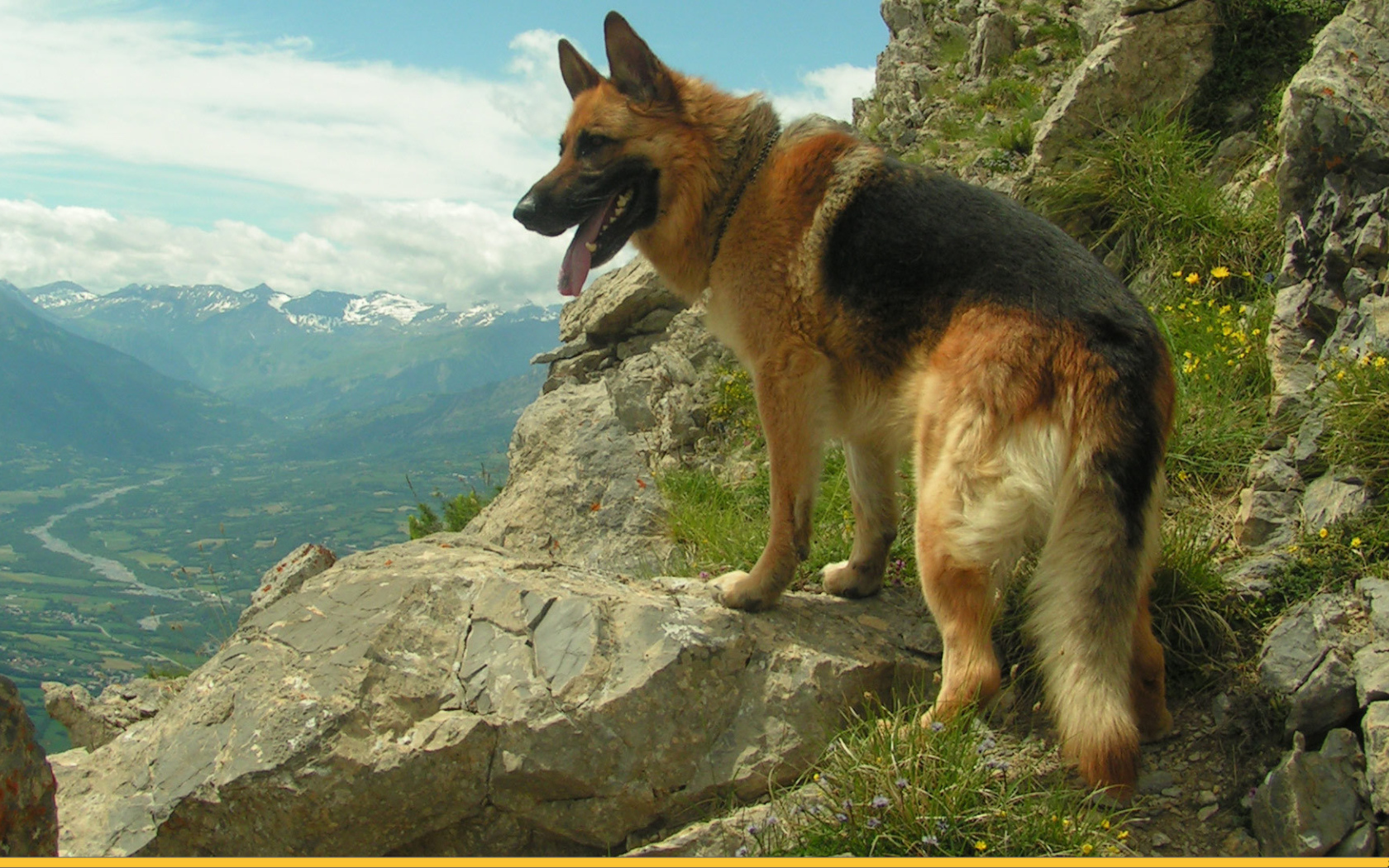 Немецкая овчарка среди скал