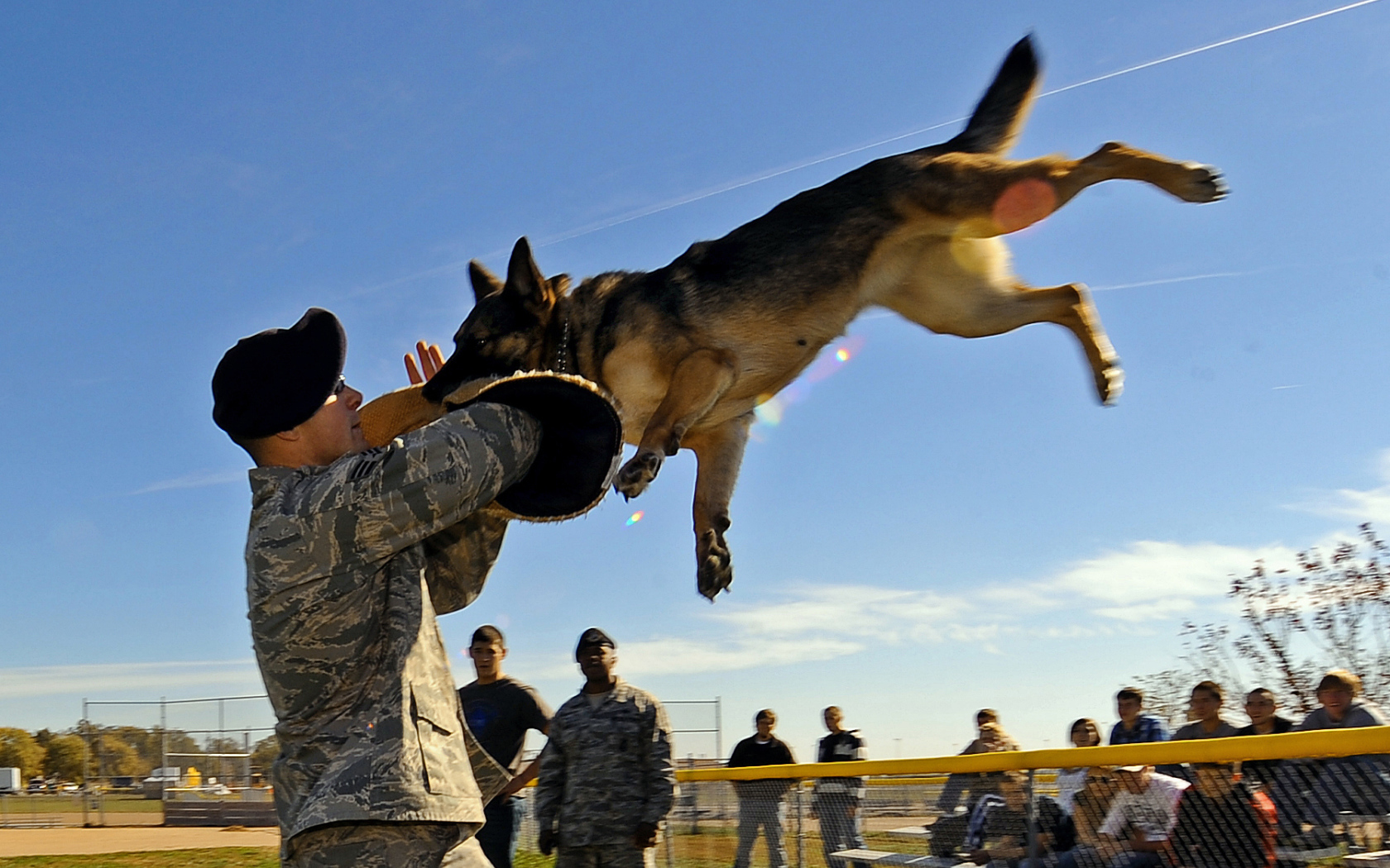 Немецкая овчарка на службе