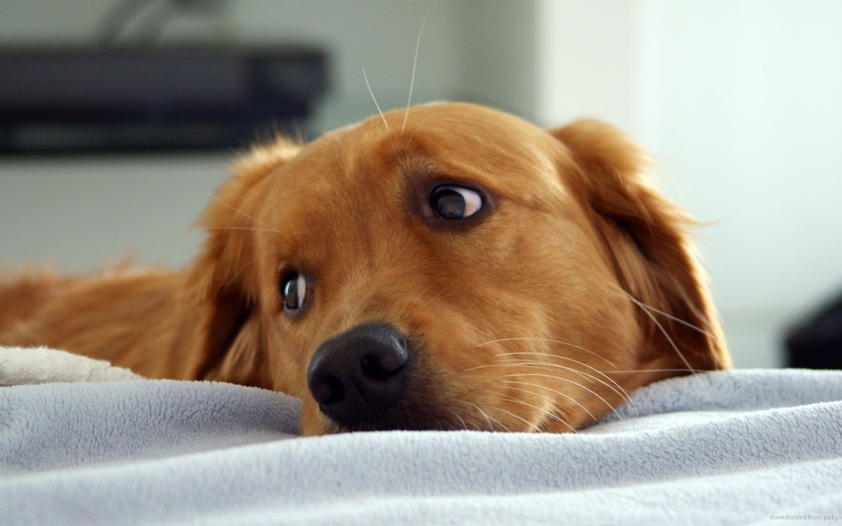 Золотой ретривер в кровати